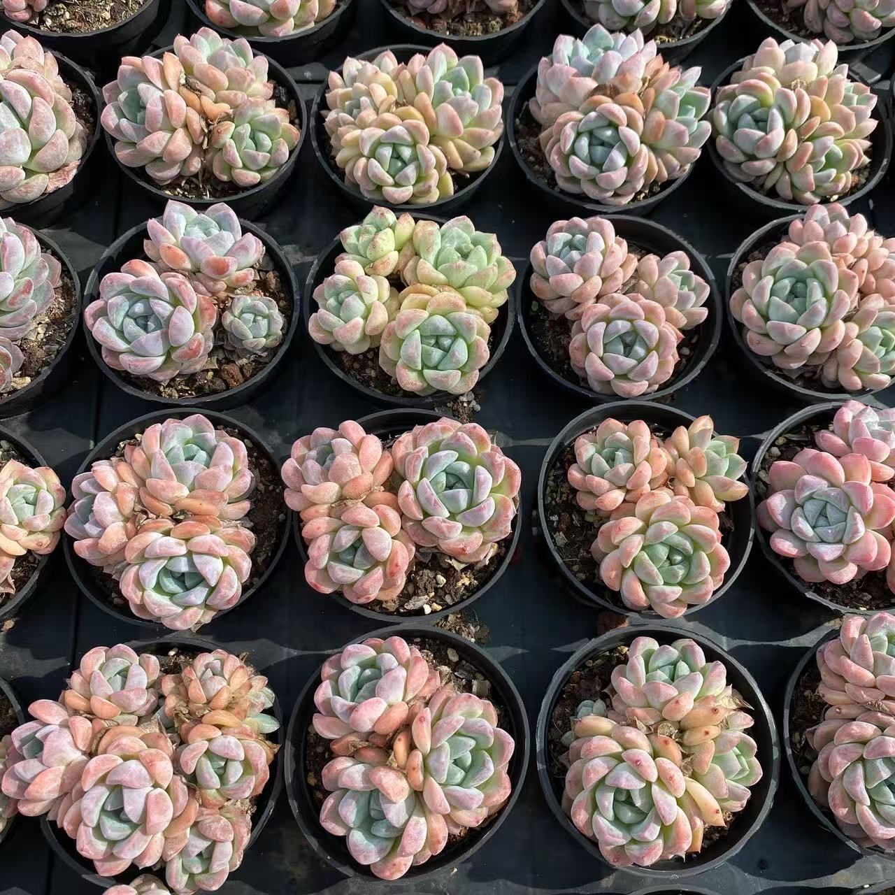 抜き苗 多肉植物