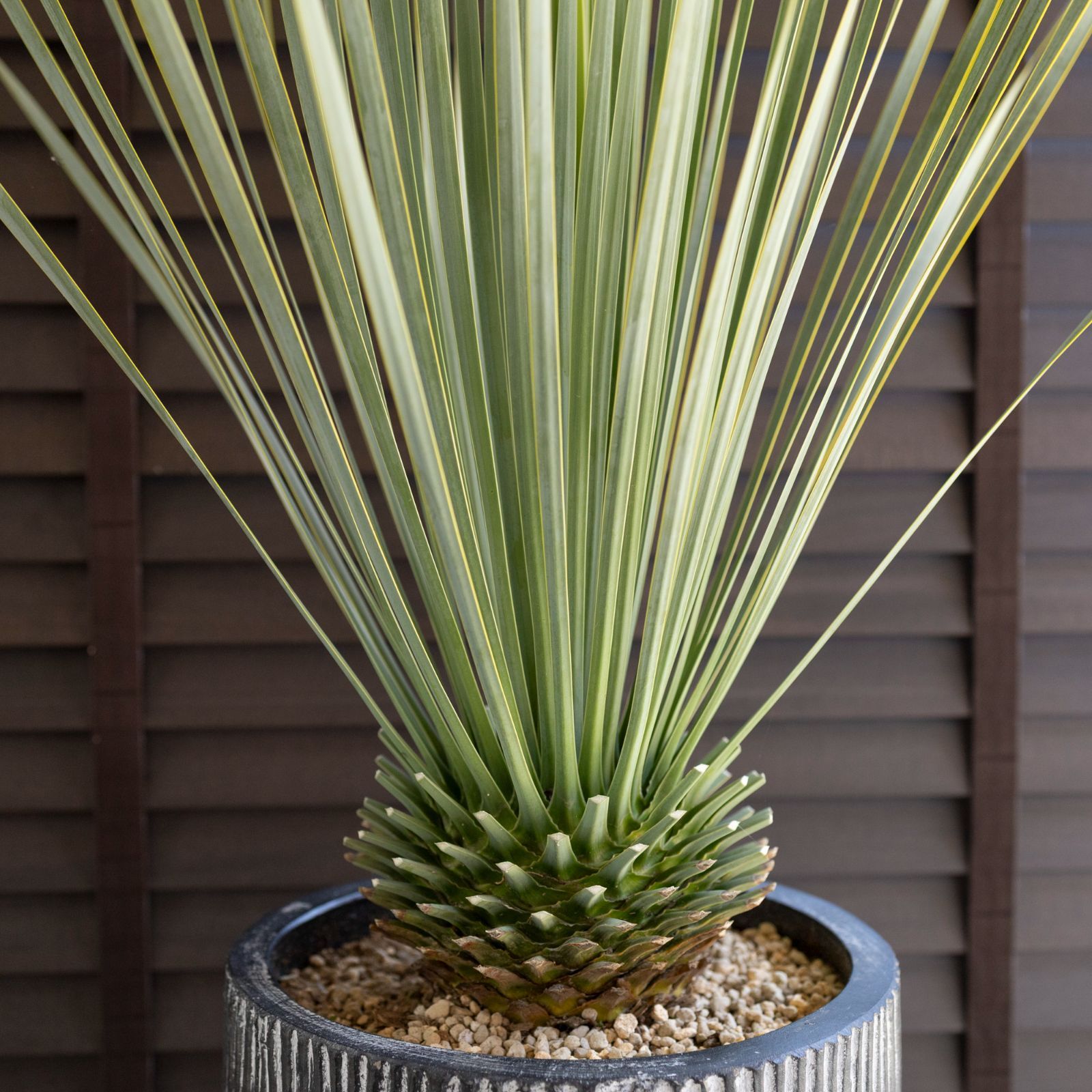 青み抜群 リギダ ユッカ 太株 9号 観葉植物 ドライガーデン リギダ ユッカ 9号 観葉植物 ドライガーデン 青み抜群 リギダ ユッカ