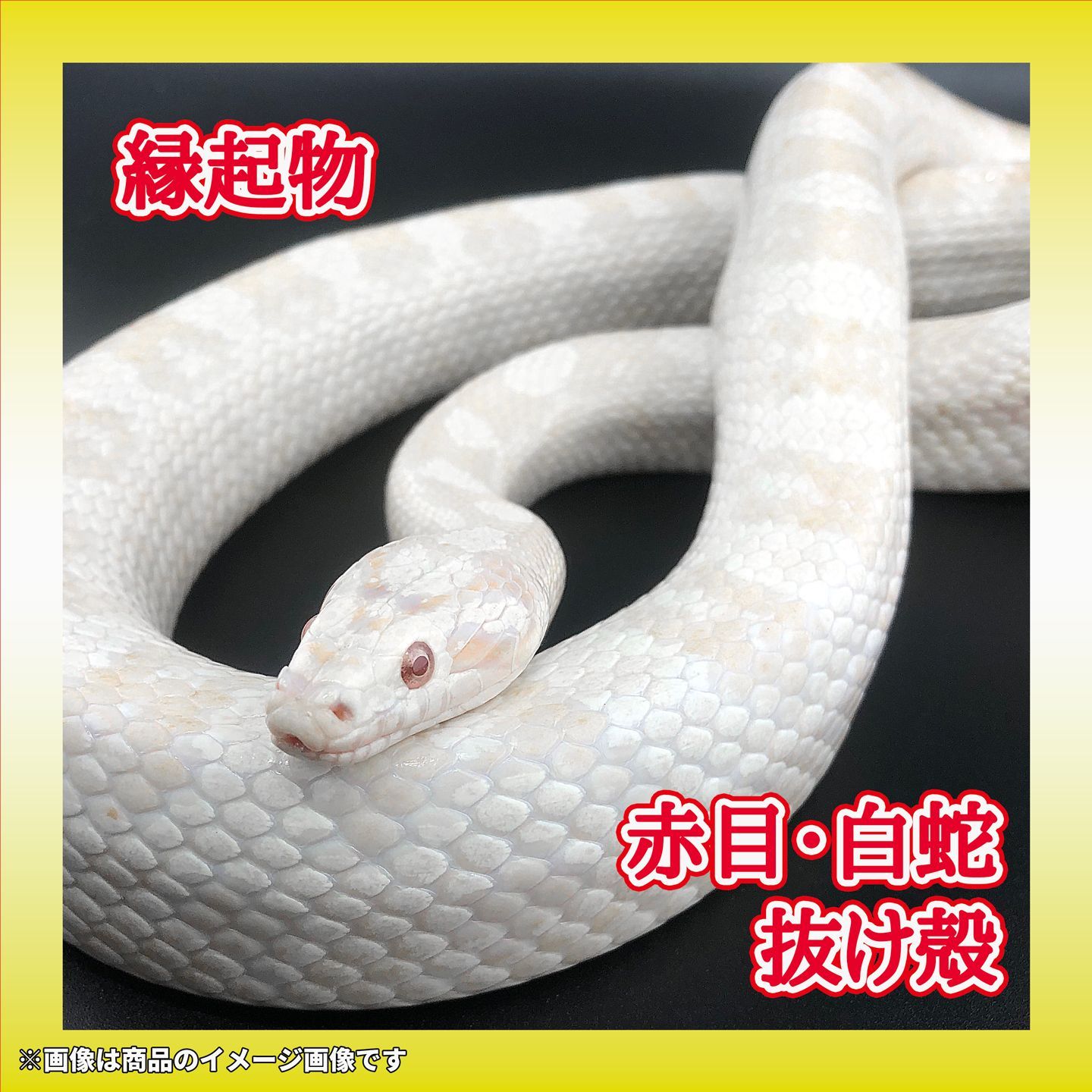 赤目・白蛇の抜け殻 143cm【 開運/縁起物 】金運 S13 - メルカリ