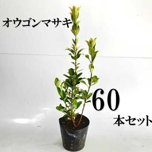 60本セット オウゴンマサキ樹高0.4m前後15cmポット