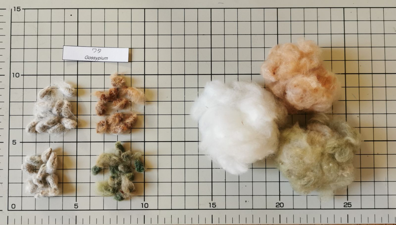 メルカリshops ワタの種 綿の種 3色の種のセット ふわふわの綿のおまけ付き 無農薬 匿名配送