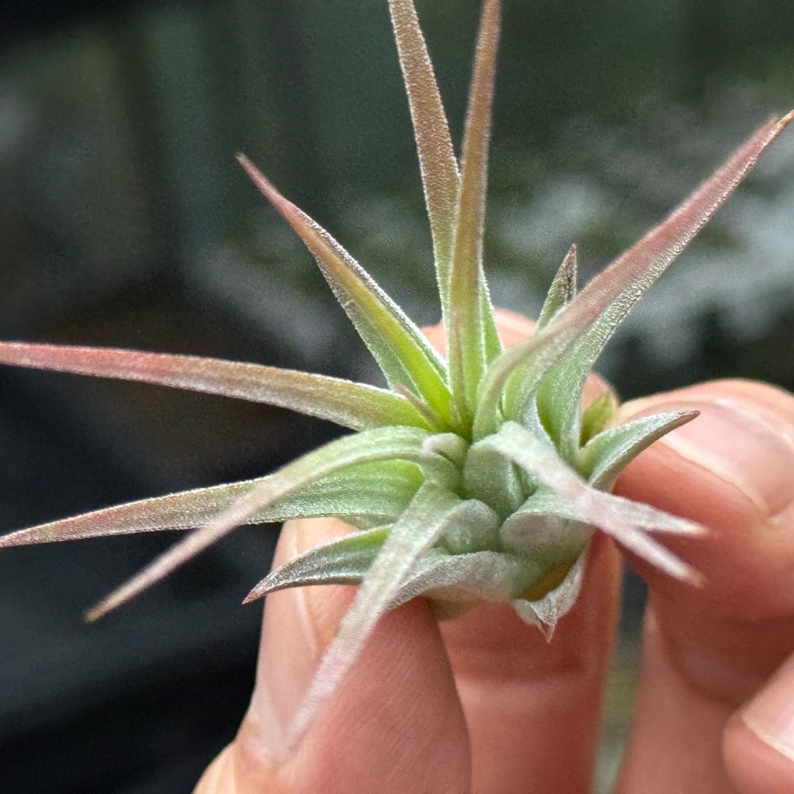 チランジア イオナンタ トールベルベット Tillandsia ionantha 'Tall