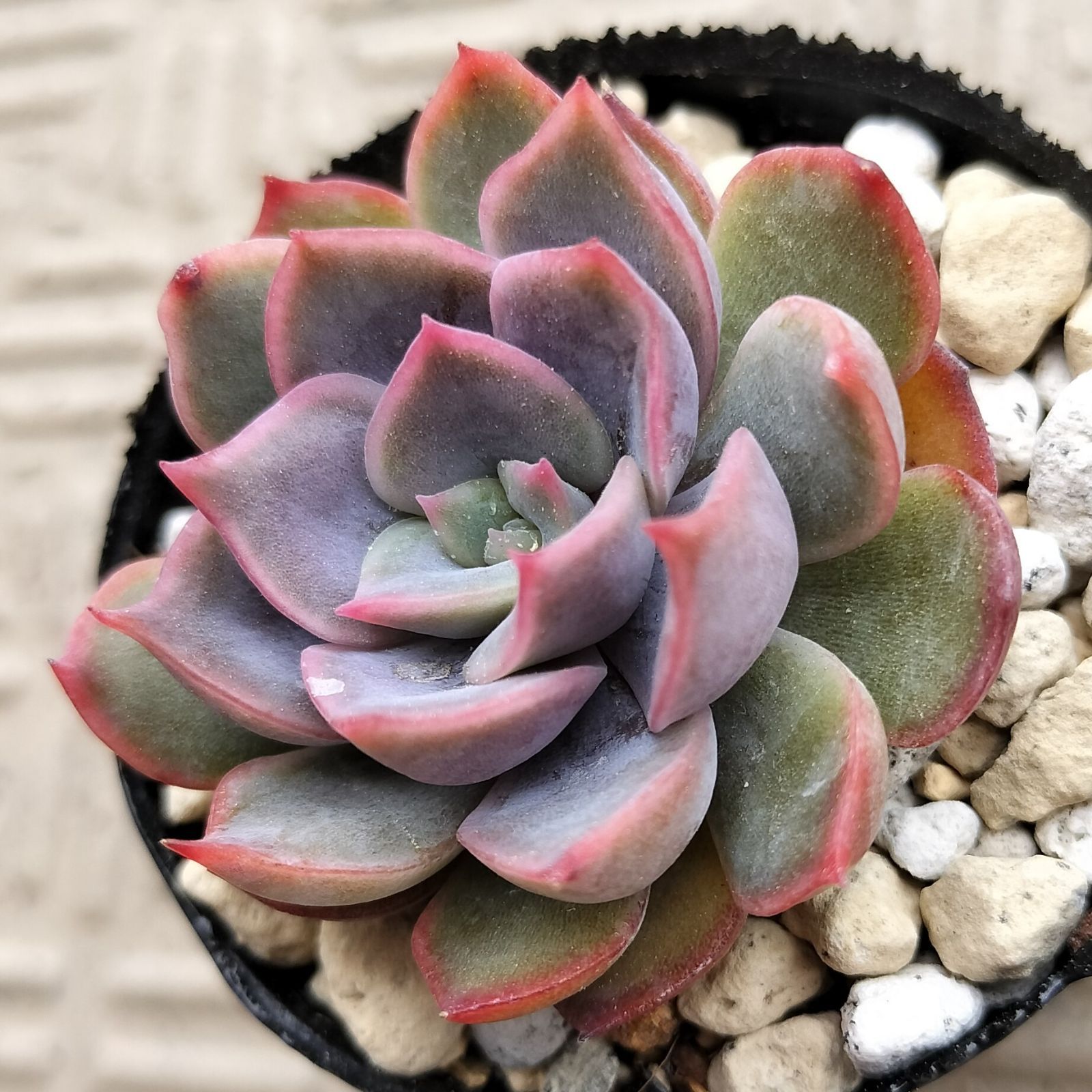 さくらんぼ ロウルサンコさん 多肉植物 - メルカリ
