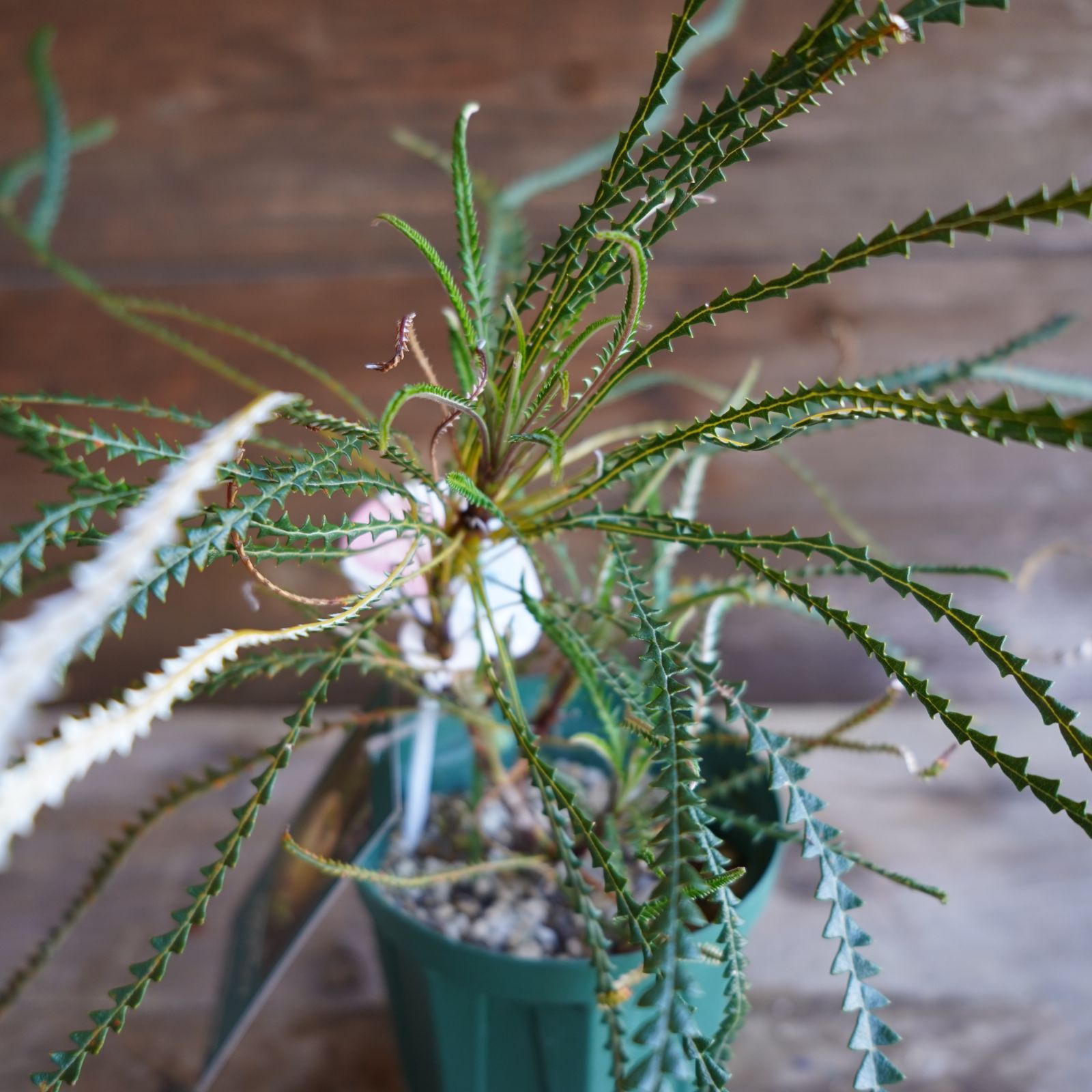 バンクシア ニベア 4号 苗木 バンクシア ニベア 苗 4号鉢 バンクシア