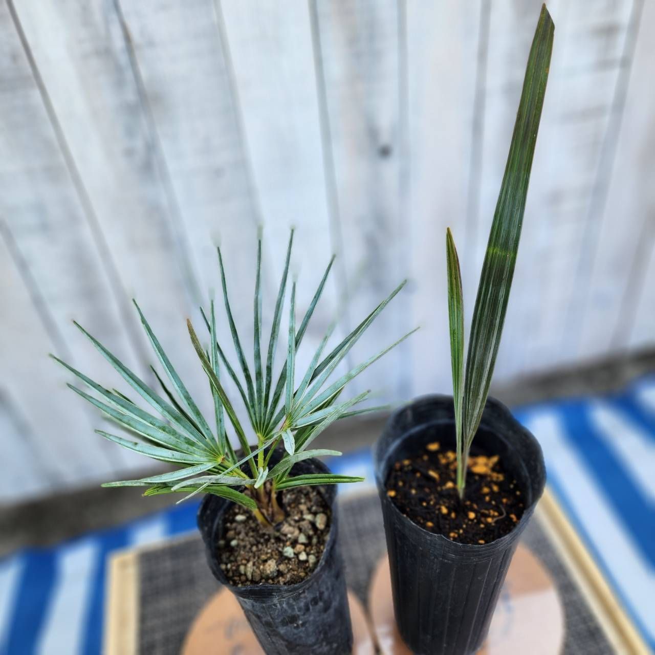 ビスマルキアノビリスシルバー ② ビスマルキア ノビリス シルバー【観葉植物 7号／1個売り