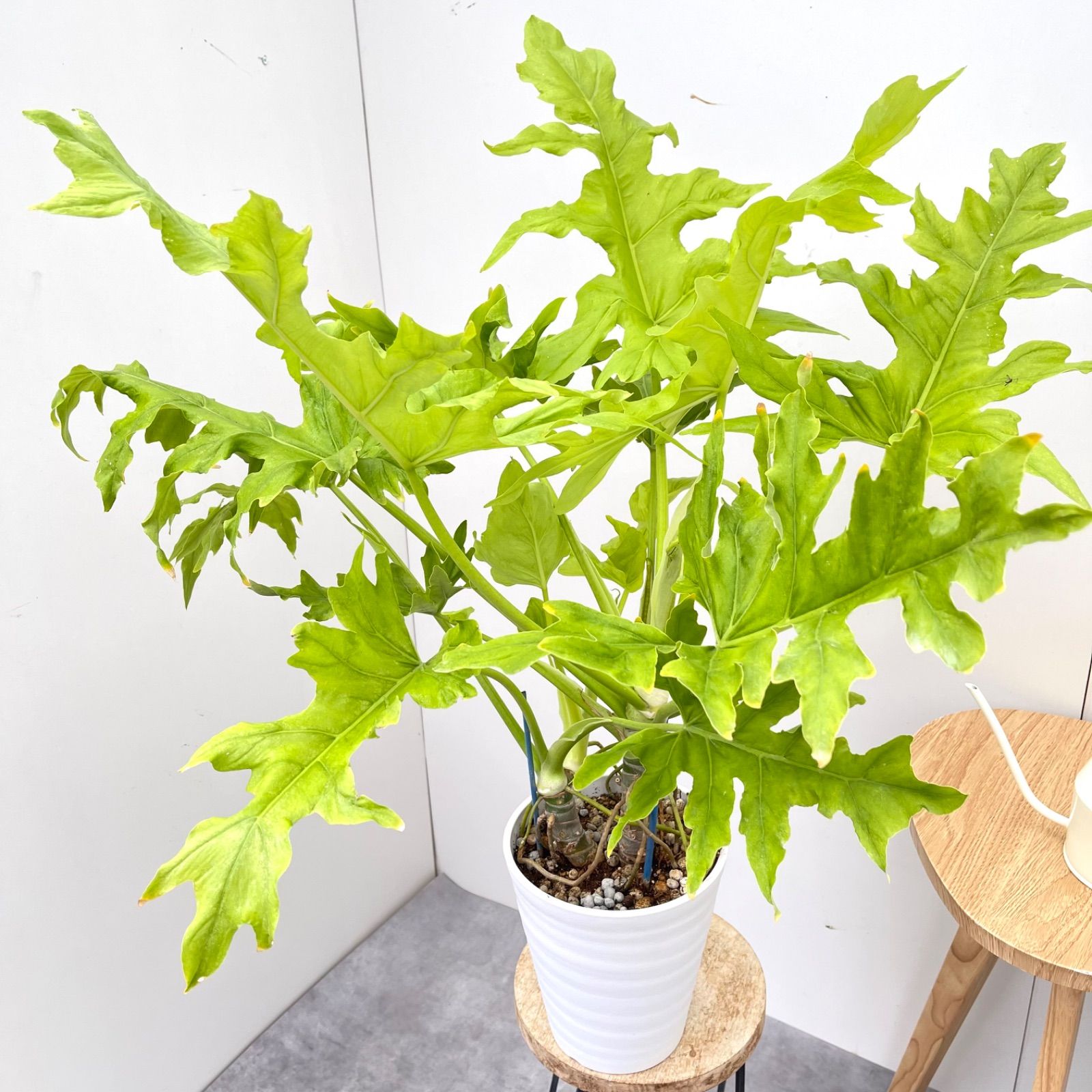 セローム幹立ち苗