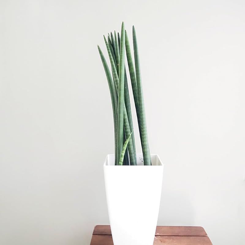 ＩＴＡＮＳＥ サンスベリア スタッキー 7号 1個売り 品種で選べる観葉植物 学名 Sansevieria stuckyi リュウゼツラン科 非耐寒性観葉植物 流通名 センセベリア トラノオ ツツチトセラン●乾燥に強く 丈夫で育てやすい品種です 内側