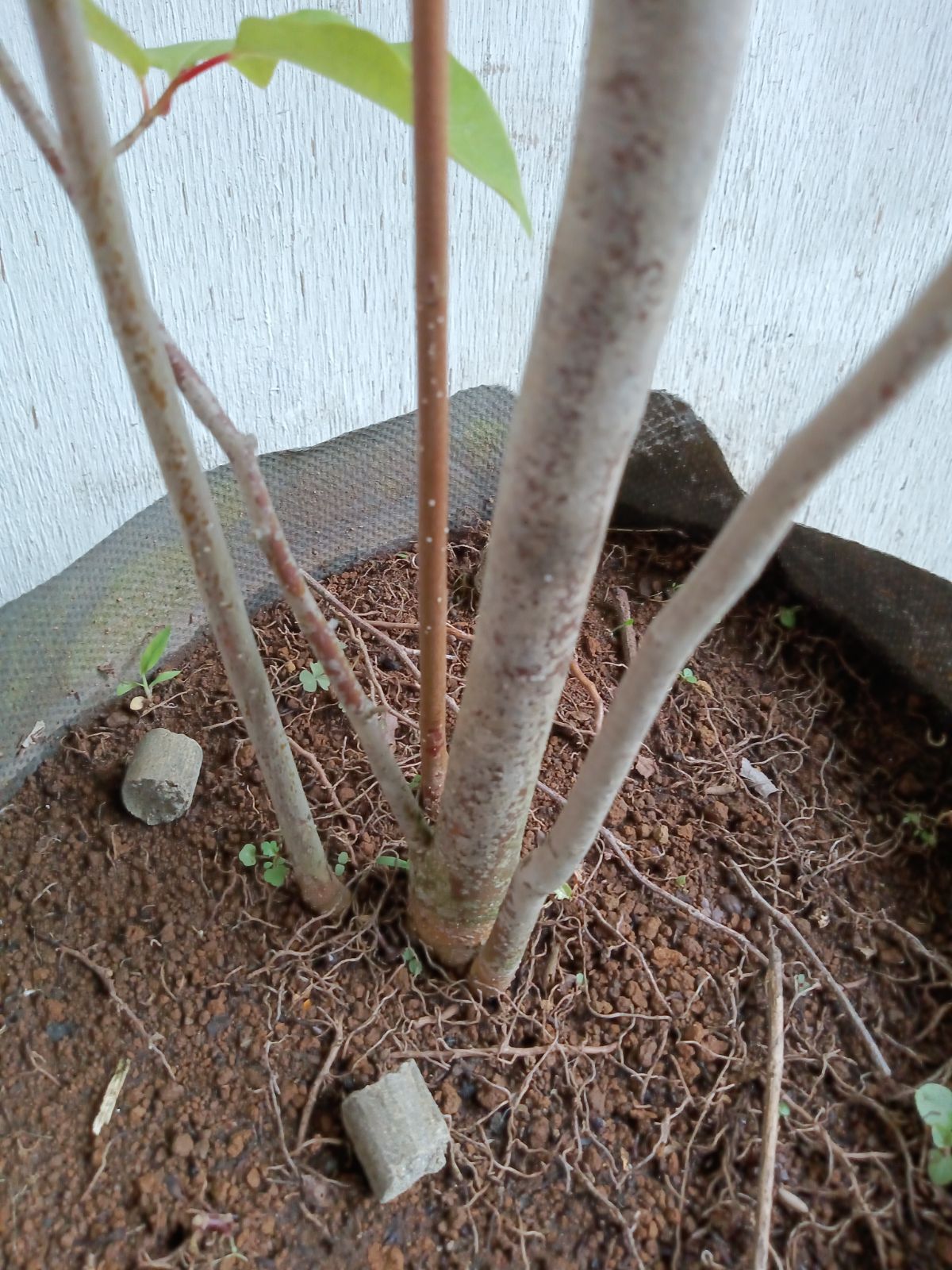 アブラチャン株立ち