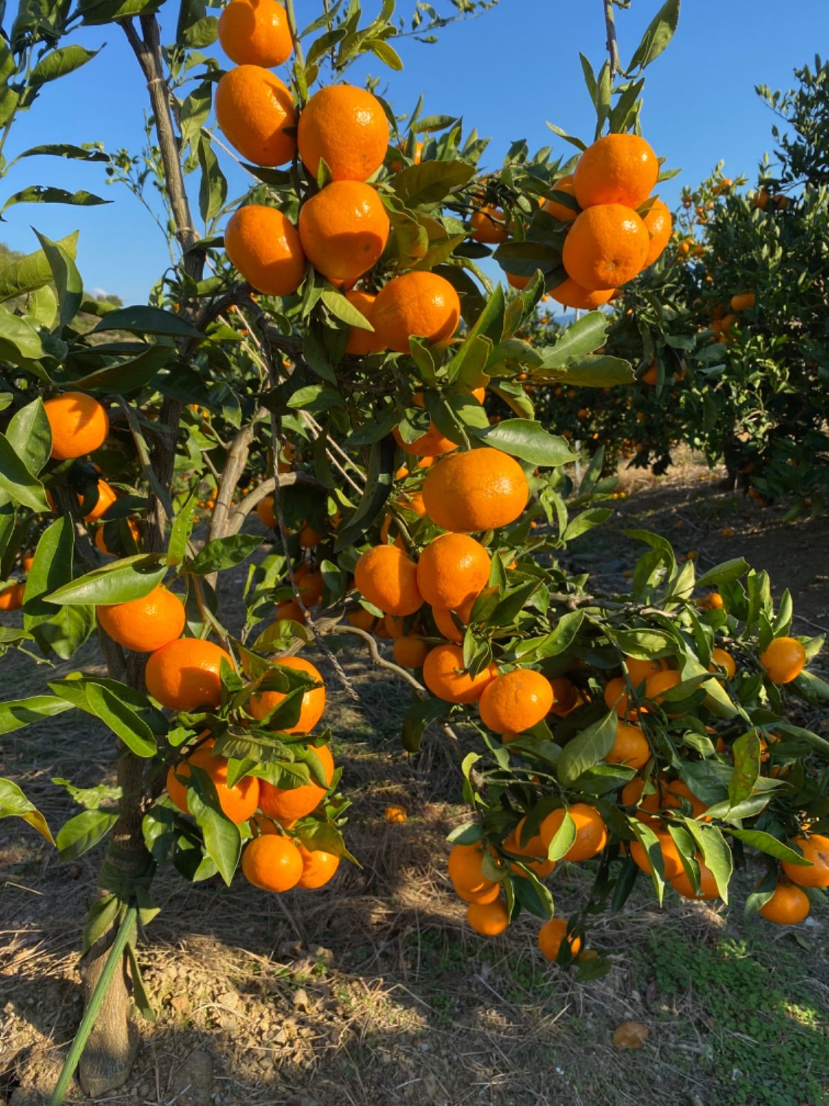 専用有田みかん農家直送味わい美人 有田みかん農家直送🍊ブランド味わい美人訳ありご家庭用サイズ