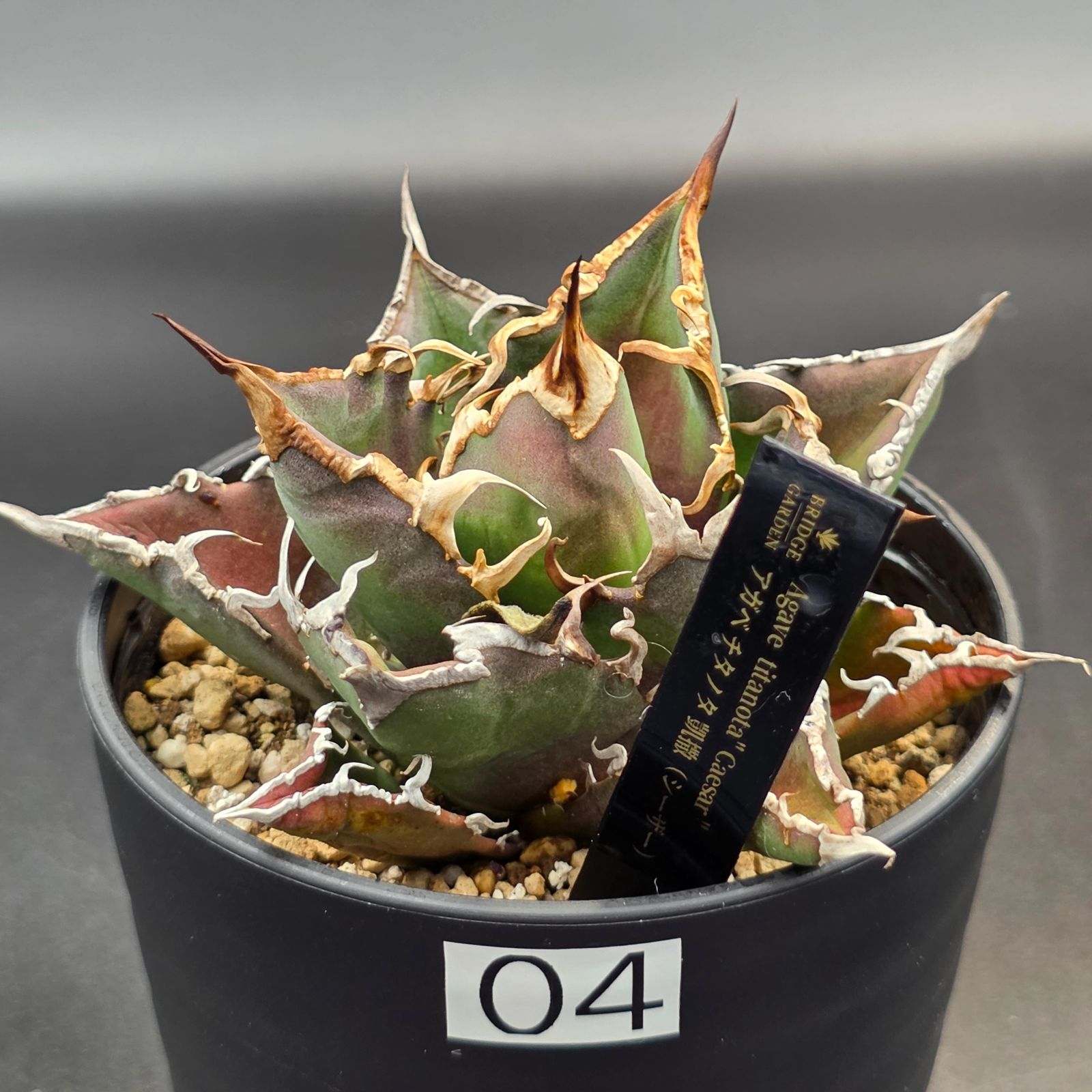アガベ Agave Caesar アガベシーザー 台湾株 大株 発根済 チタノタ