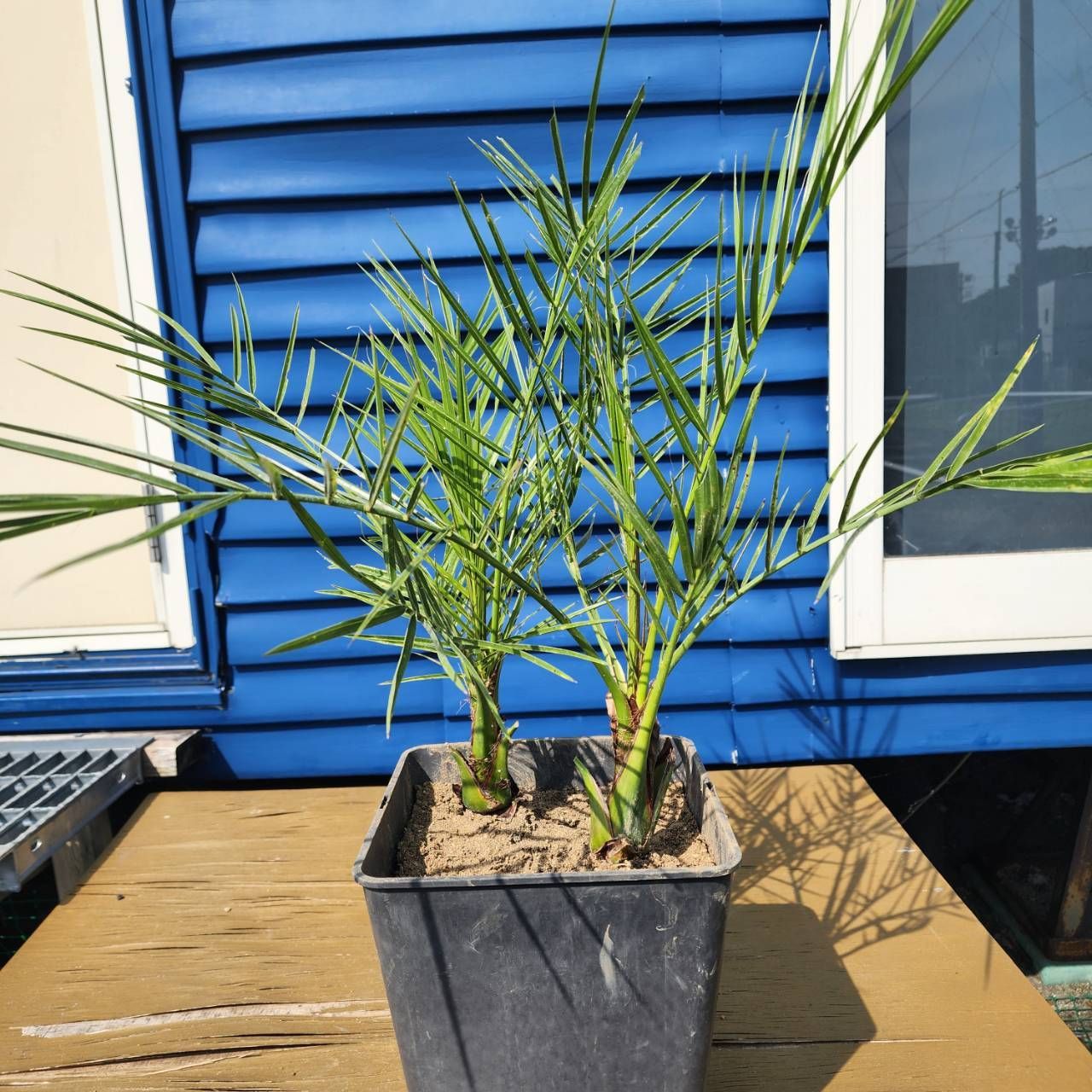 フィロデンドロン セローム ゴールドリーフ 4【現品】☆希少☆ 観葉