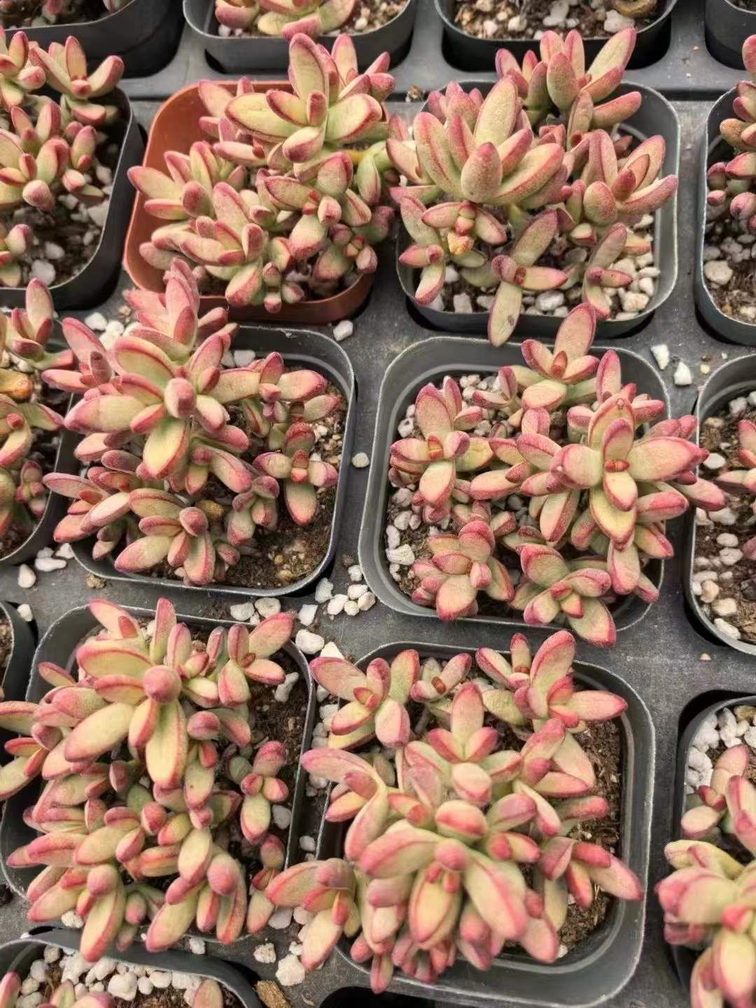 70株の抜き苗セット ルドリップ 多肉植物 佐川急便発送 エケベリア 韓国苗 LL2420 USTAUSTRALIA_COM_AU