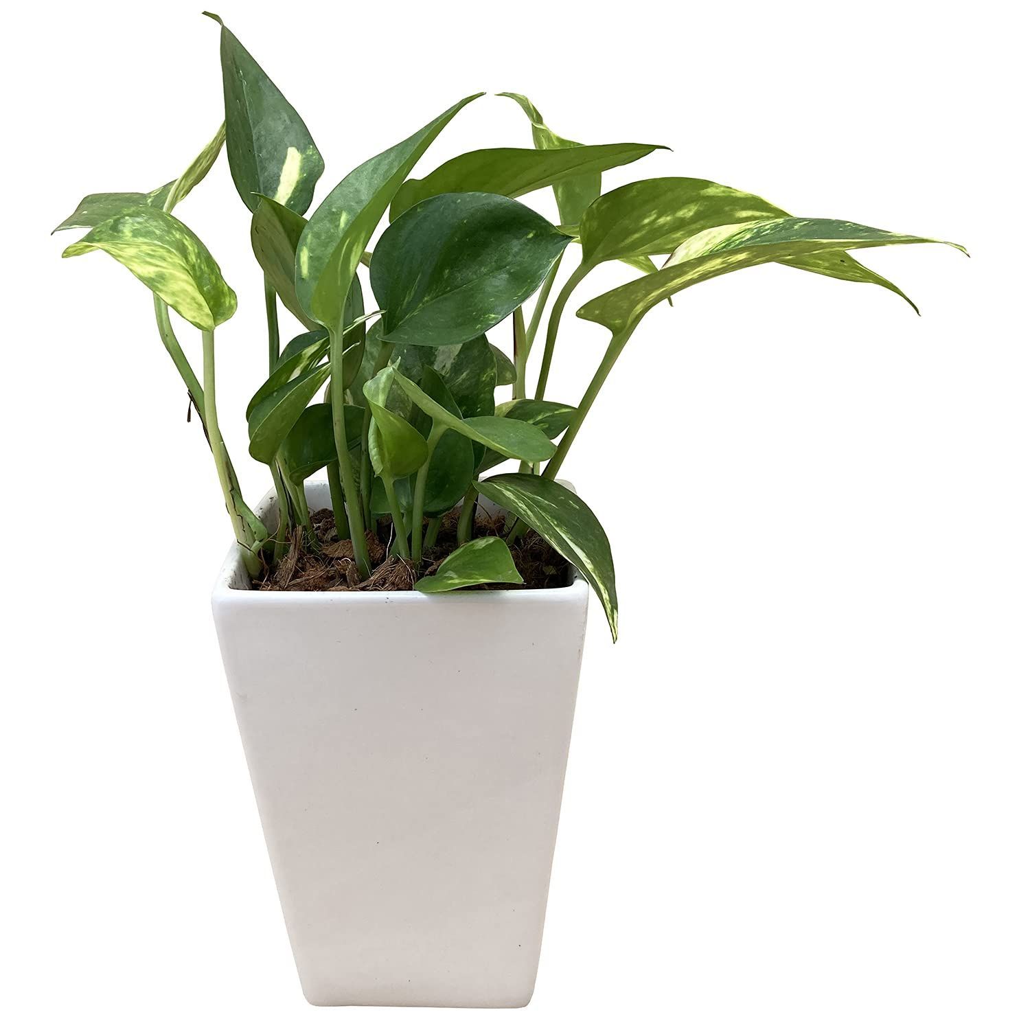 数量 花のギフト社 ポトス 本物 ミニ観葉 観葉植物 観葉 陶器 鉢植え インテリア 白 父の日