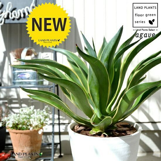 アガベ チタノタ ソーラーエクリプス 選抜 ハードウッドプランター SET