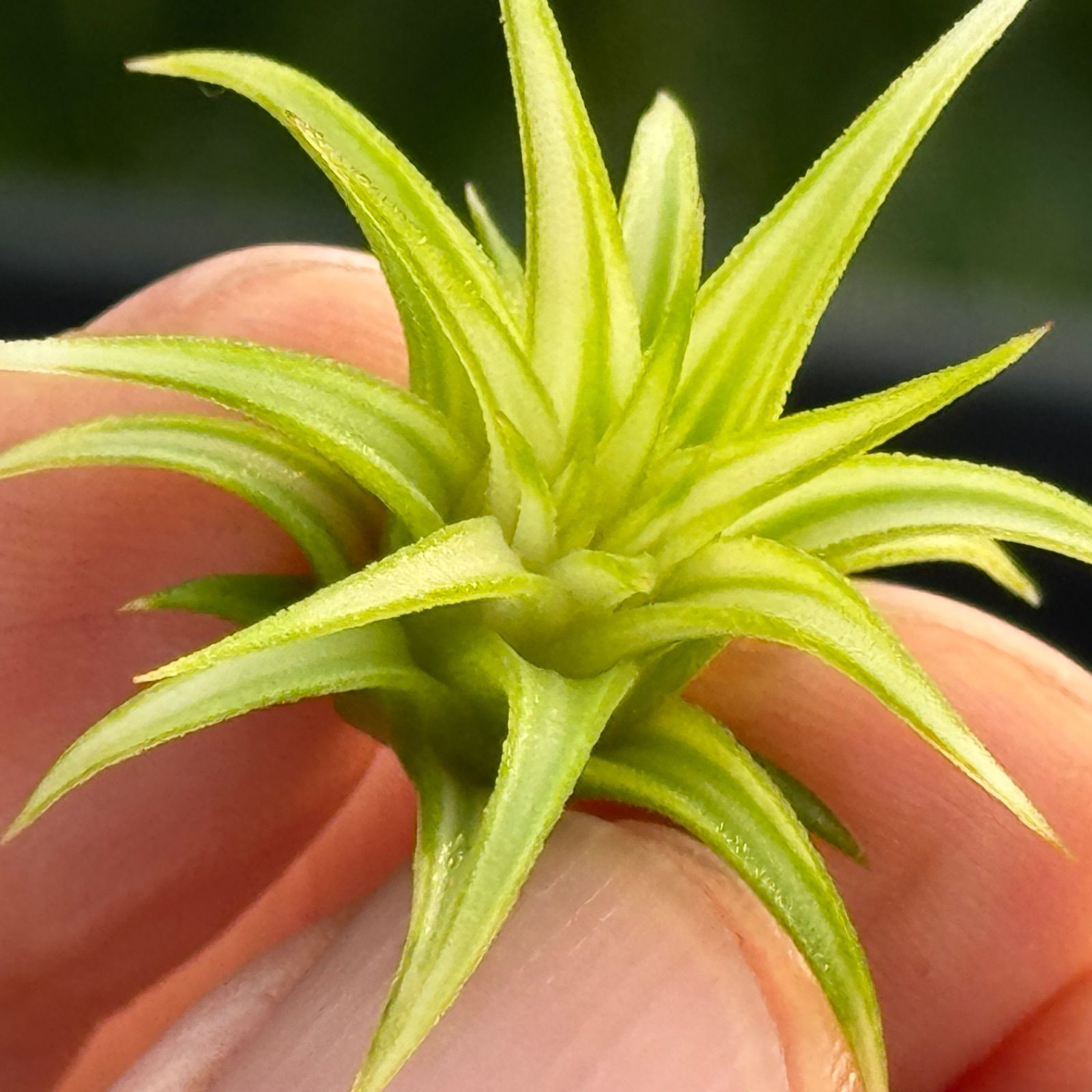 ホワイト率多め ＊ ミニ 上＊ チランジア イオナンタ アルボマルギナータ アルボマージナータ Tillandsia ionantha Albomarginata＊エアプランツ フラワーショップ江口