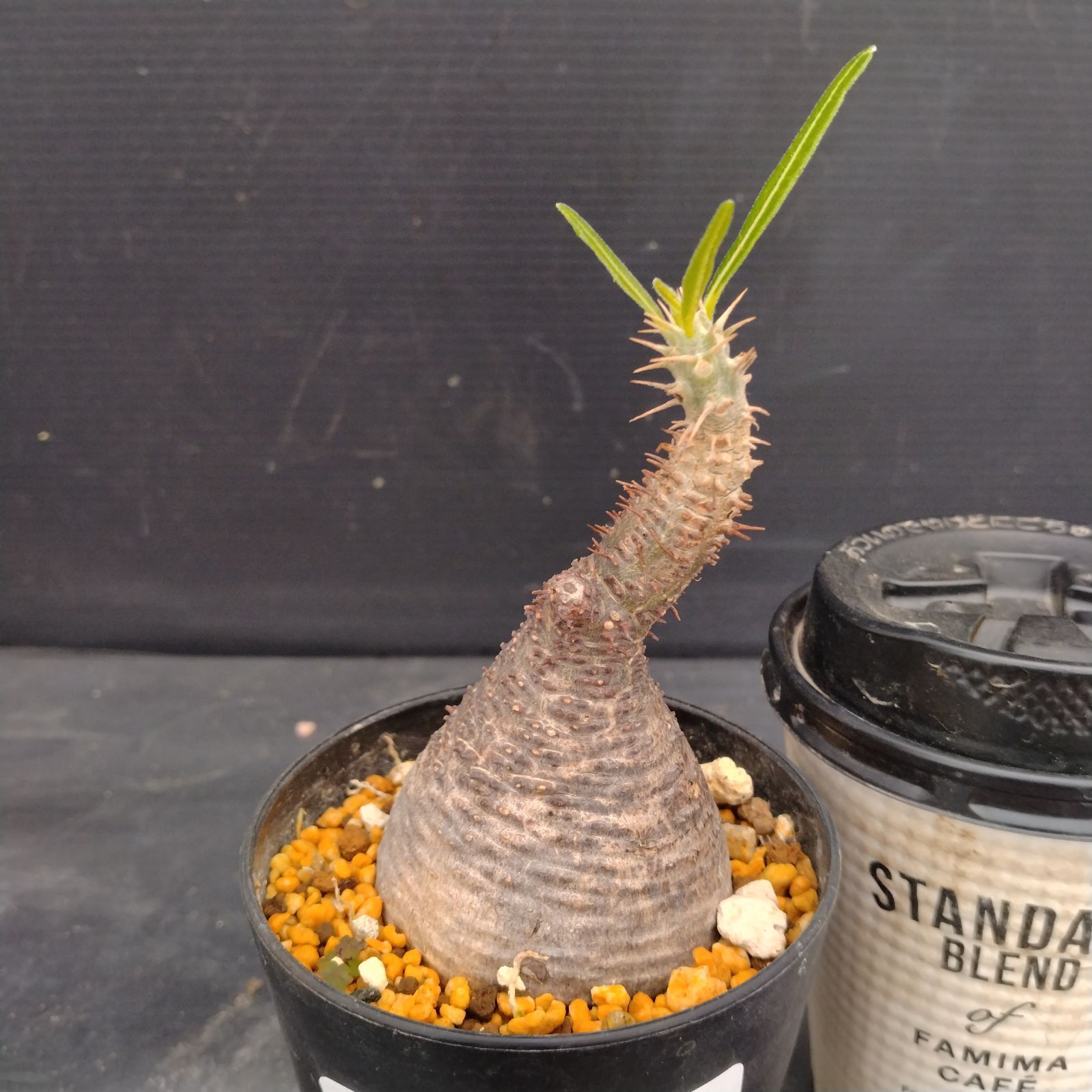 グラキリス 塊根 パキポディウム パキポディウム グラキリス-PG350 | Supervoid Caudex