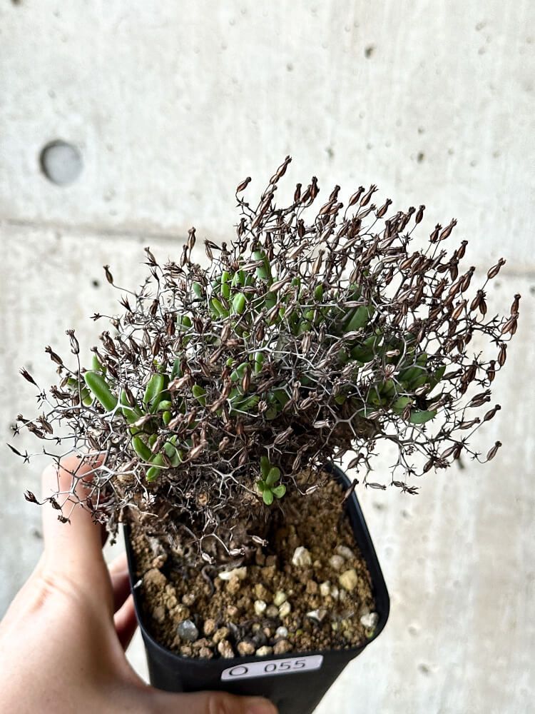 現品限り】チレコドン・レティキュラータス 万物想【O55】 Tylecodon reticulatus【植物】塊根植物 夏型 コーデックス - メルカリ