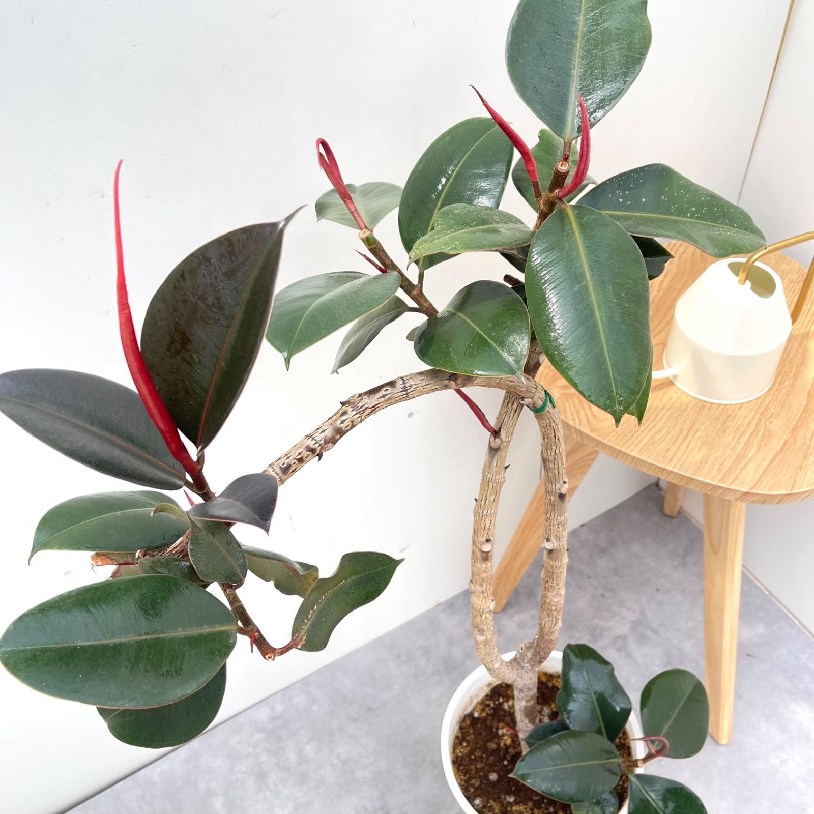 観葉植物 フィカス バーガンディ 観葉植物 フィカス バーガンディ 8号 曲り リブラ モノ ブラウン