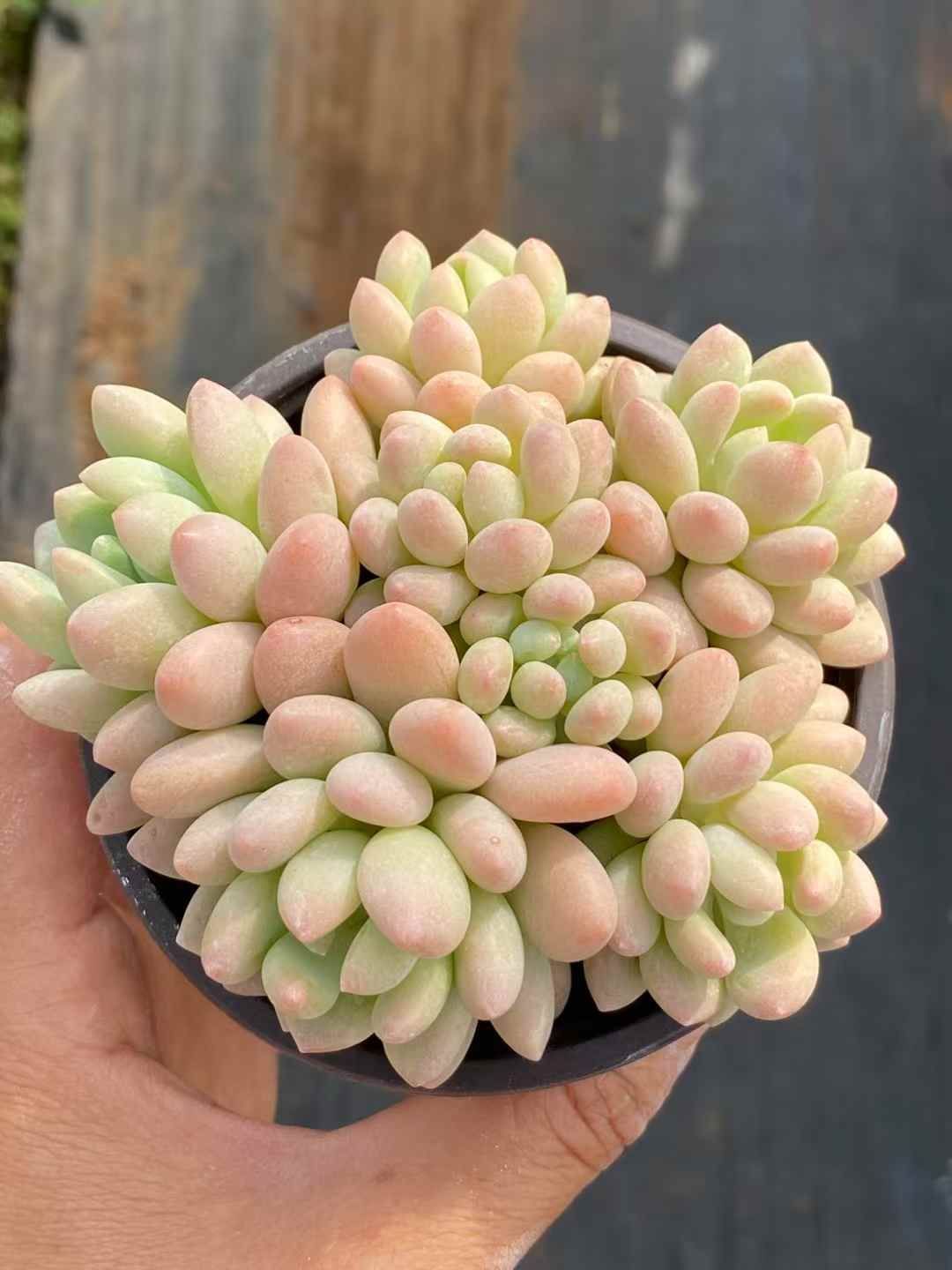 QS1038×30 ロココ 抜き苗 多肉植物 アエオニウム エケベリア 韓国苗