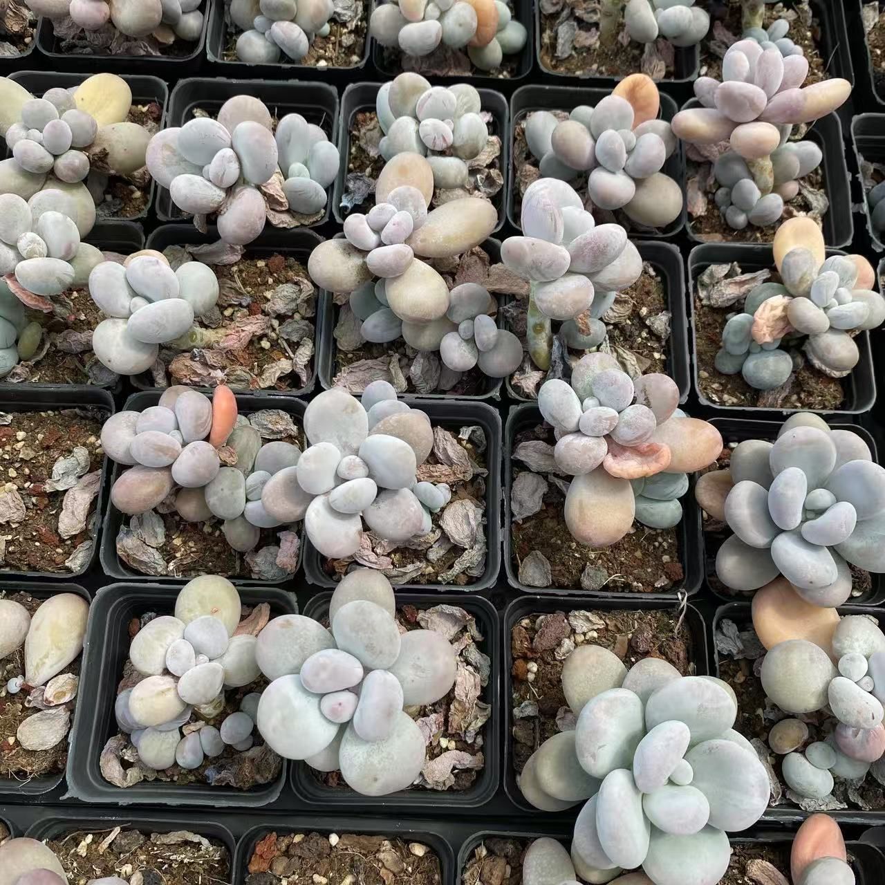 お年玉企画！限定価格♡韓国苗　抜き苗　人気種④ 多肉植物カット苗の通販 | エケベリア(韓国苗)多肉植物専門店