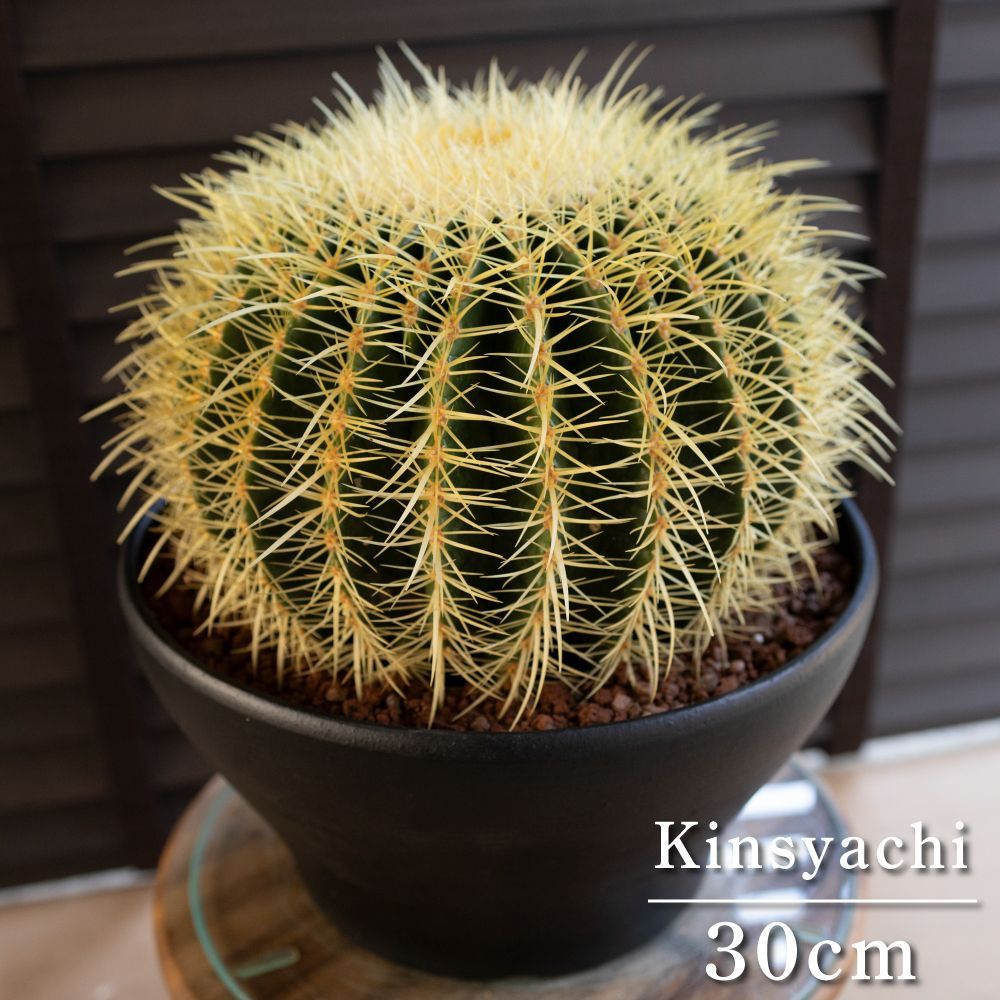 発根済 30cm 金鯱 サボテン 特大 10号 多肉植物 ドライガーデン キンシャチ 金シャチ 陶器鉢 0523BK-D