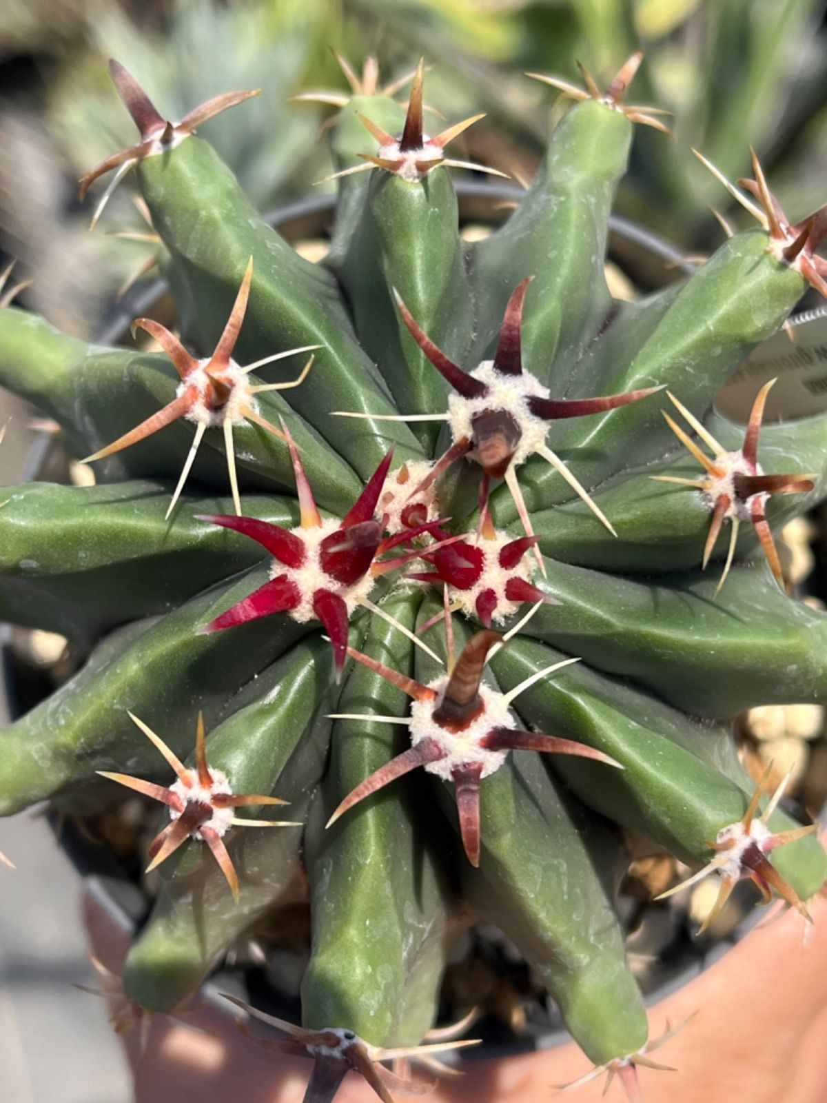 短刺巨鷲玉 Ferocactus horridus brevispinus サボテン - メルカリ