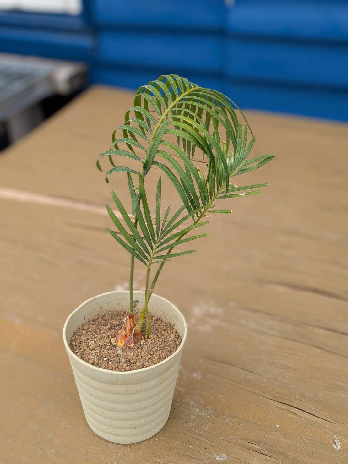 抜き苗発送】実生苗 ソテツ 蘇鉄 Cycas revoluta 2025-5-23-cr2 - メルカリ