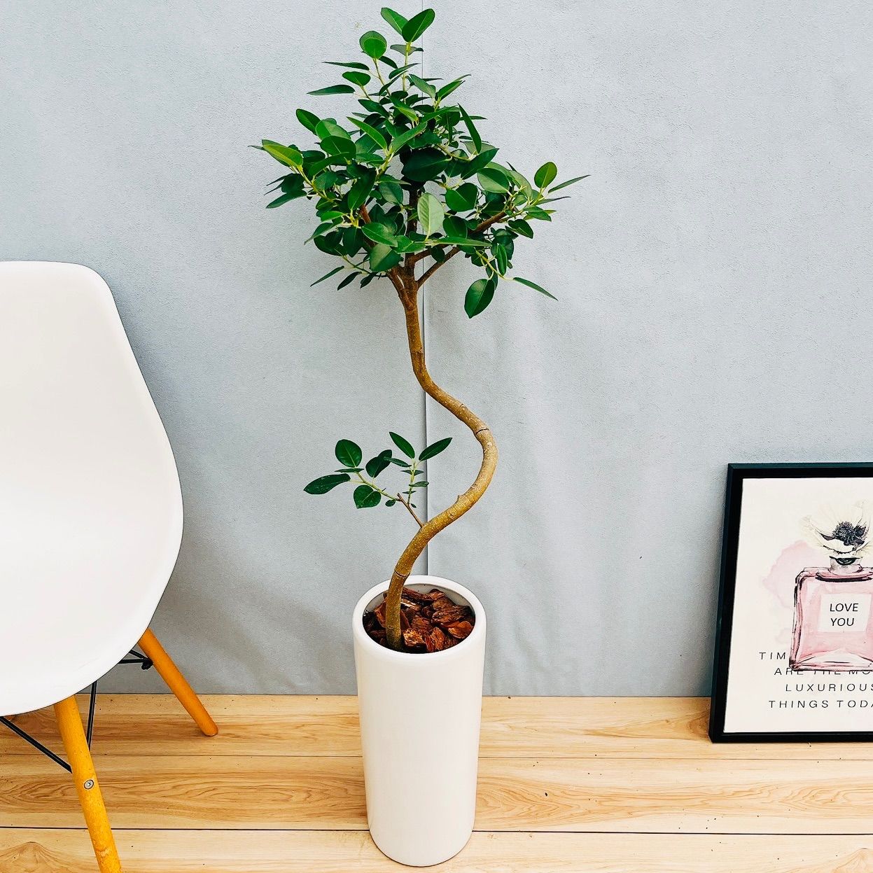 フランスゴムノキ　フィカス　ルビギノーサ　曲がり　① フィカス ルビギノーサ フランスゴム 曲がり