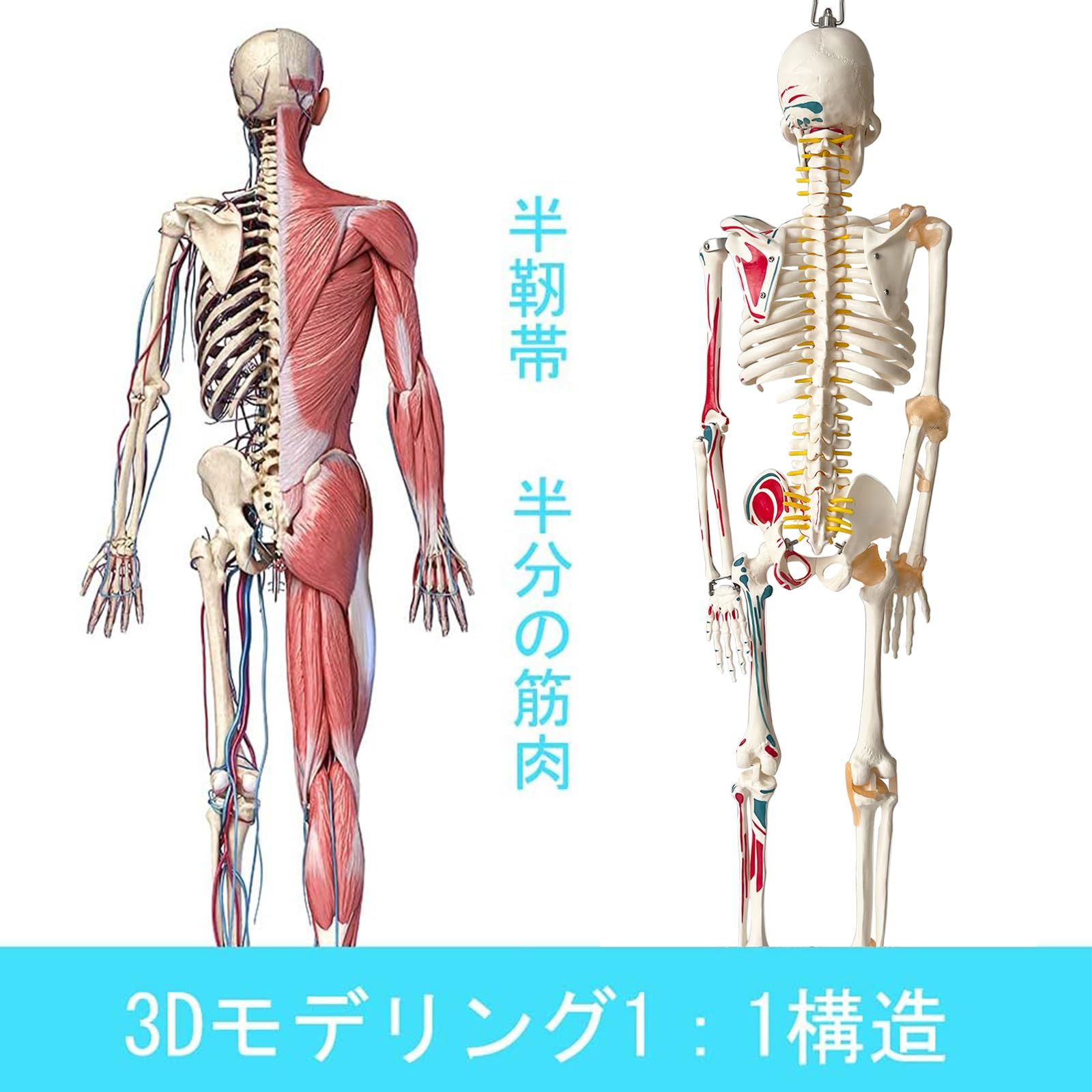 迅速発送】timiland 人体骨格模型 【サスペンションモデル 85cm