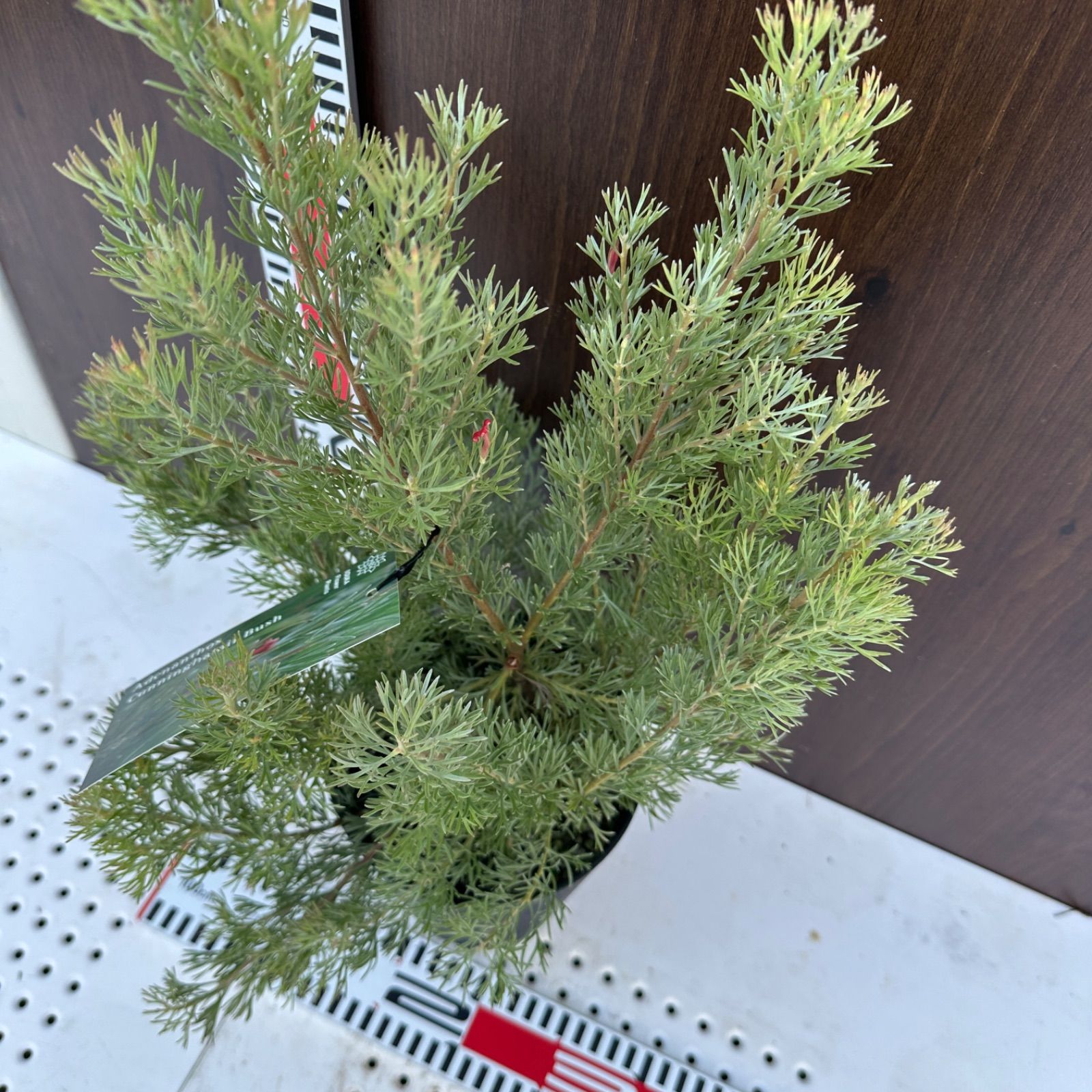 オリーブの木　ネバディロブランコ　約110cm　NO.1940　大型　現品掲載 オリーブの木 ネバディロブランコ 約110cm NO.1940 大型 現品掲載