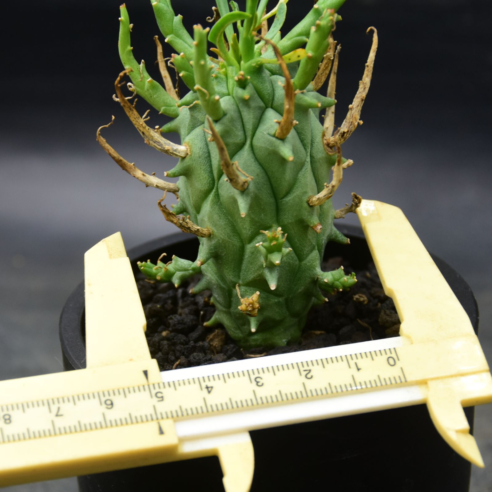 ユーフォルビア 闘牛角 ユーフォルビア・スコエンランディー(闘牛角