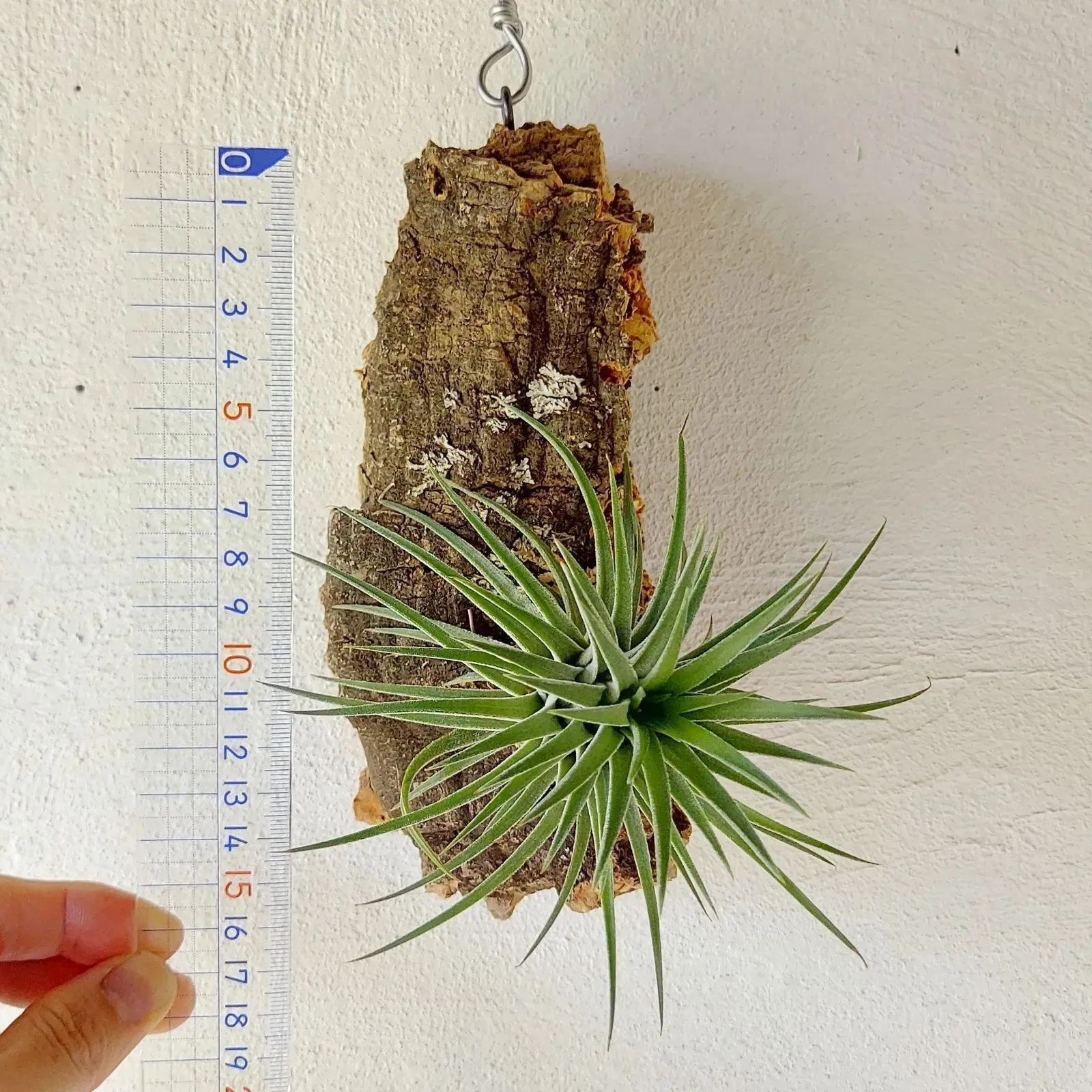 エアプランツ チランジア イオナンタ コルク 着生植物 インテリア 送料