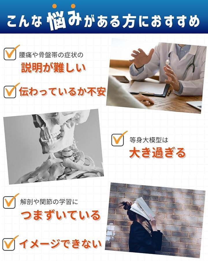 骨格標本 骨盤