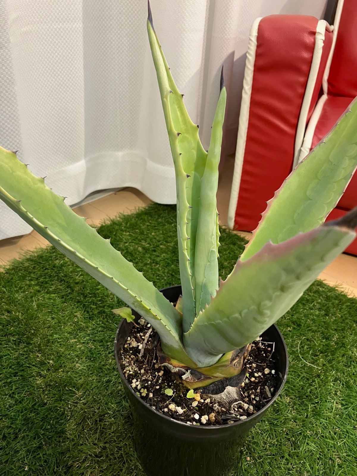 アガベ　フランゾシニー　65センチ❗ 大株 アガベ アオノリュウゼツラン 約65cm アガベ フランゾシニー