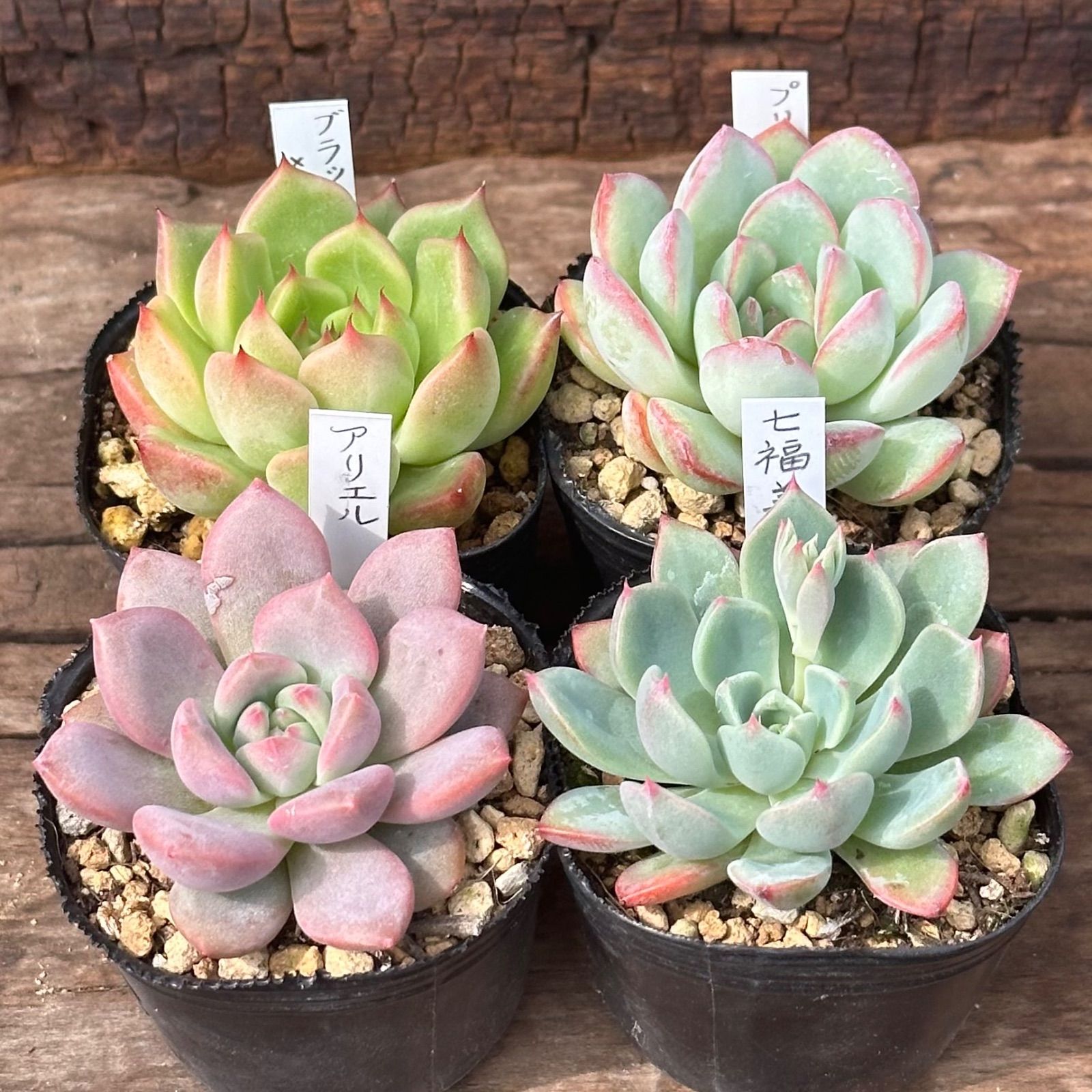 8-1】多肉植物4点セット（現品限り） - メルカリ