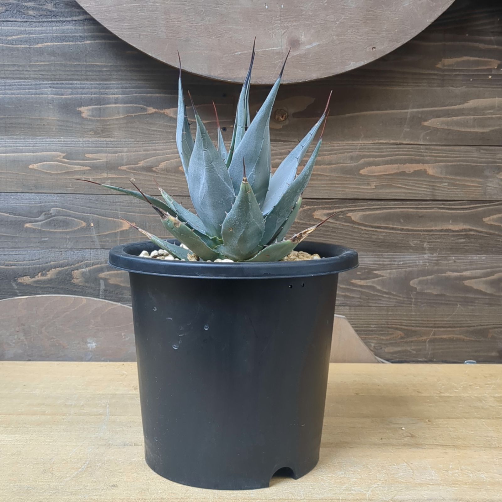 アガベ ハバディアーナ Agave havardiana｜多肉植物図鑑