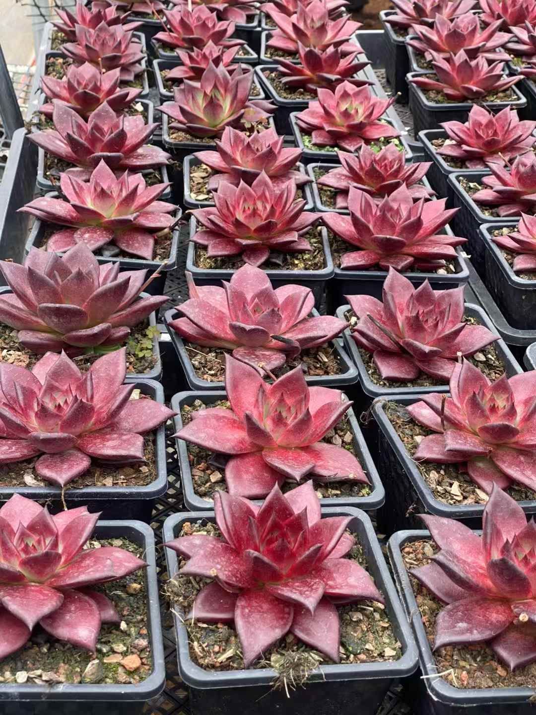 抜き苗 多肉植物