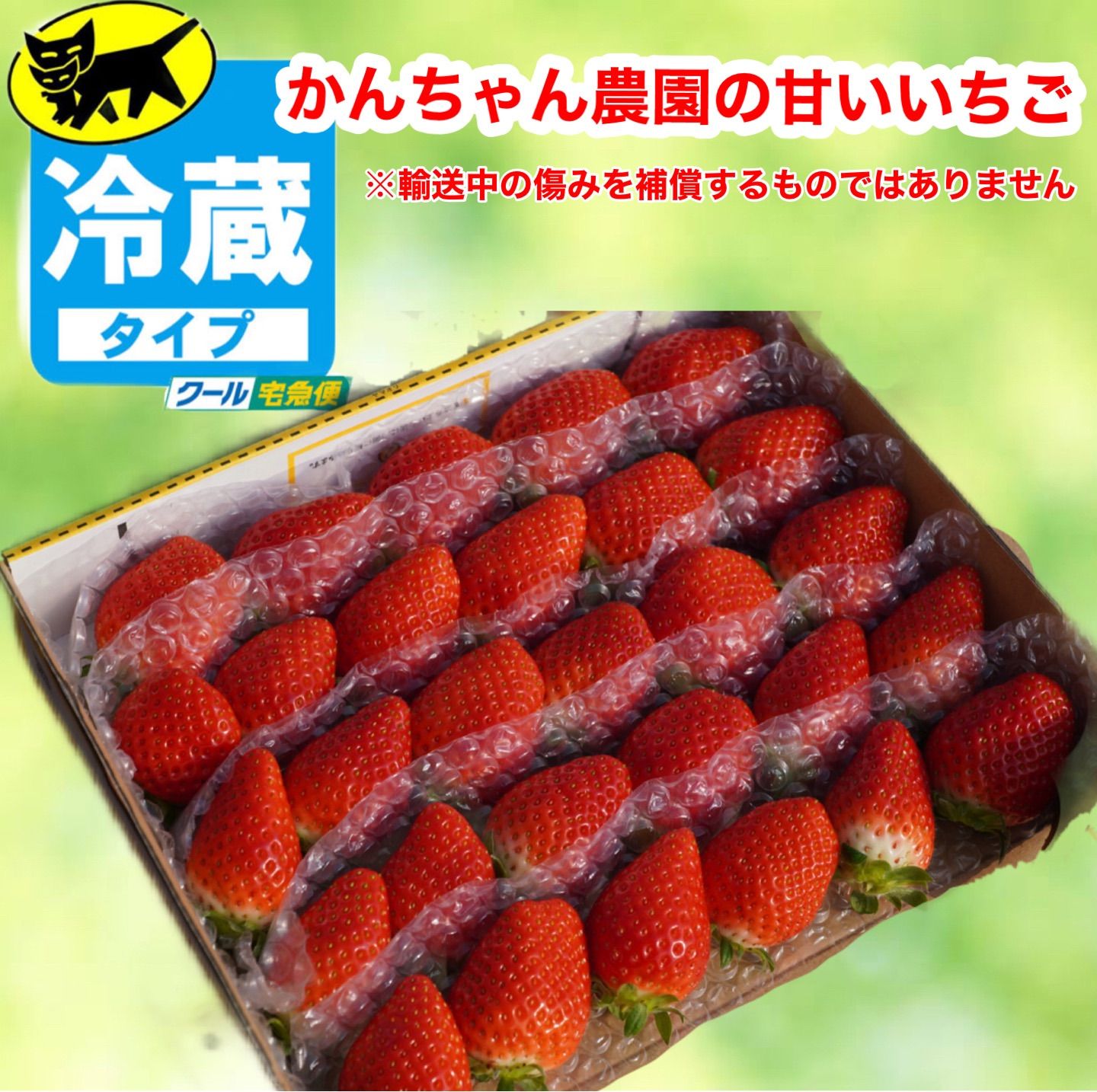 【クール便】愛媛県産新鮮朝採りいちご