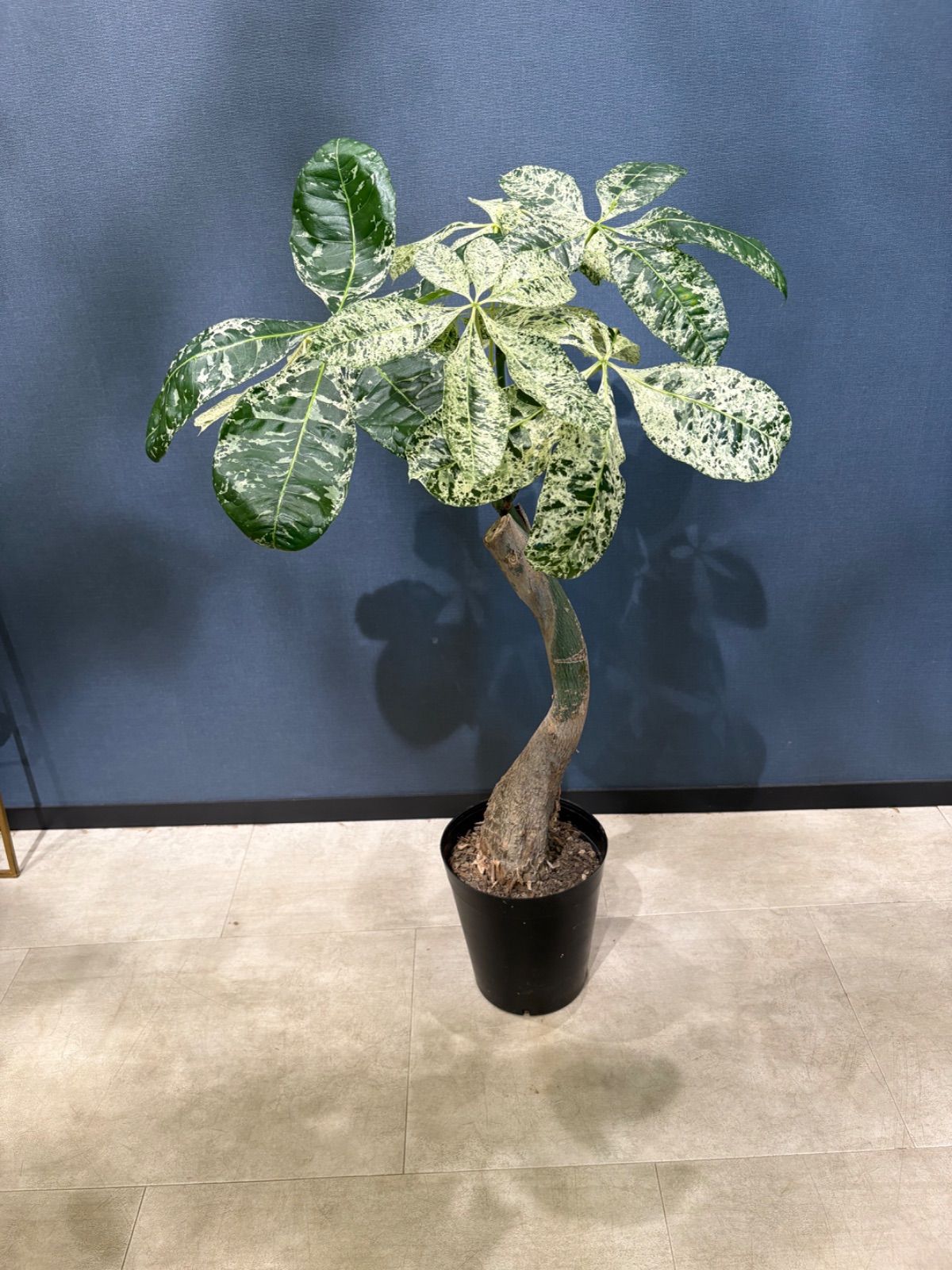 【セール】パキラ　ミルキーウェイ　約5号鉢　No.001　鉢、送料込　メルカリ便 セール】パキラ ミルキーウェイ 約5号鉢 No.001 鉢、送料込 メルカリ便