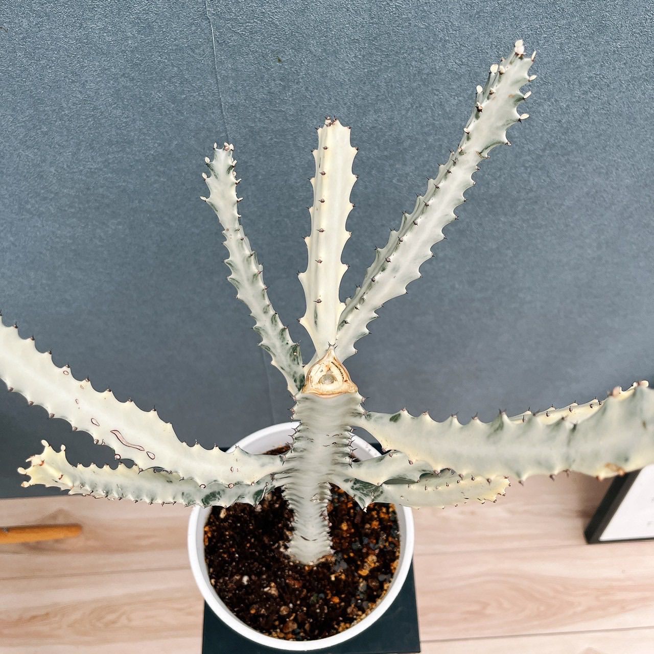 ◆ユーフォルビア☺︎ホワイトゴースト7号鉢付き◆ 現品】ユーフォルビア・ホワイトゴースト 7号 茶鉢 （1） 現品］【希少