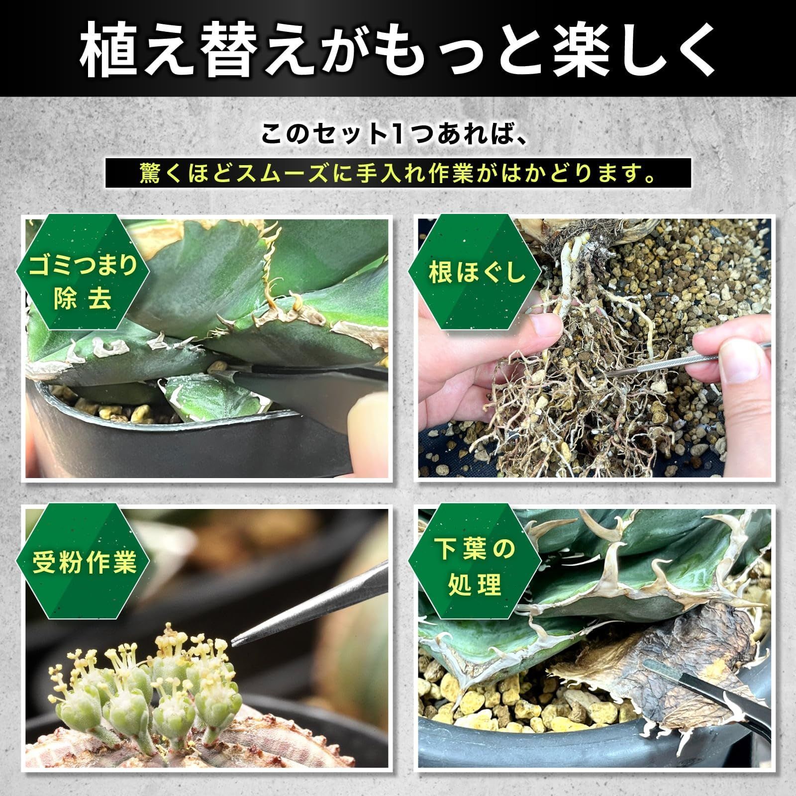 新着商品】美しく仕上げる 多肉 植替え アガベ 根かき棒
