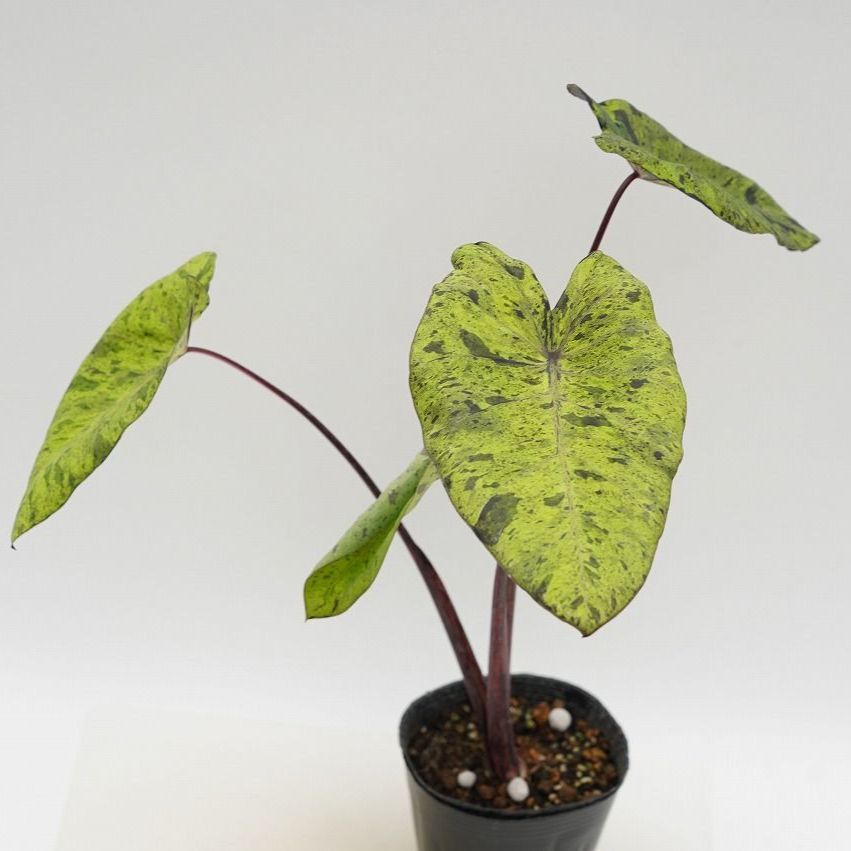 ☆生産直売☆千葉県産 コロカシア モヒート 4号（12ｃｍ）ポット苗 Colocasia esculenta 'Mojito' サトイモ科 タロイモ  アロイド ポットのまま発送 - メルカリ