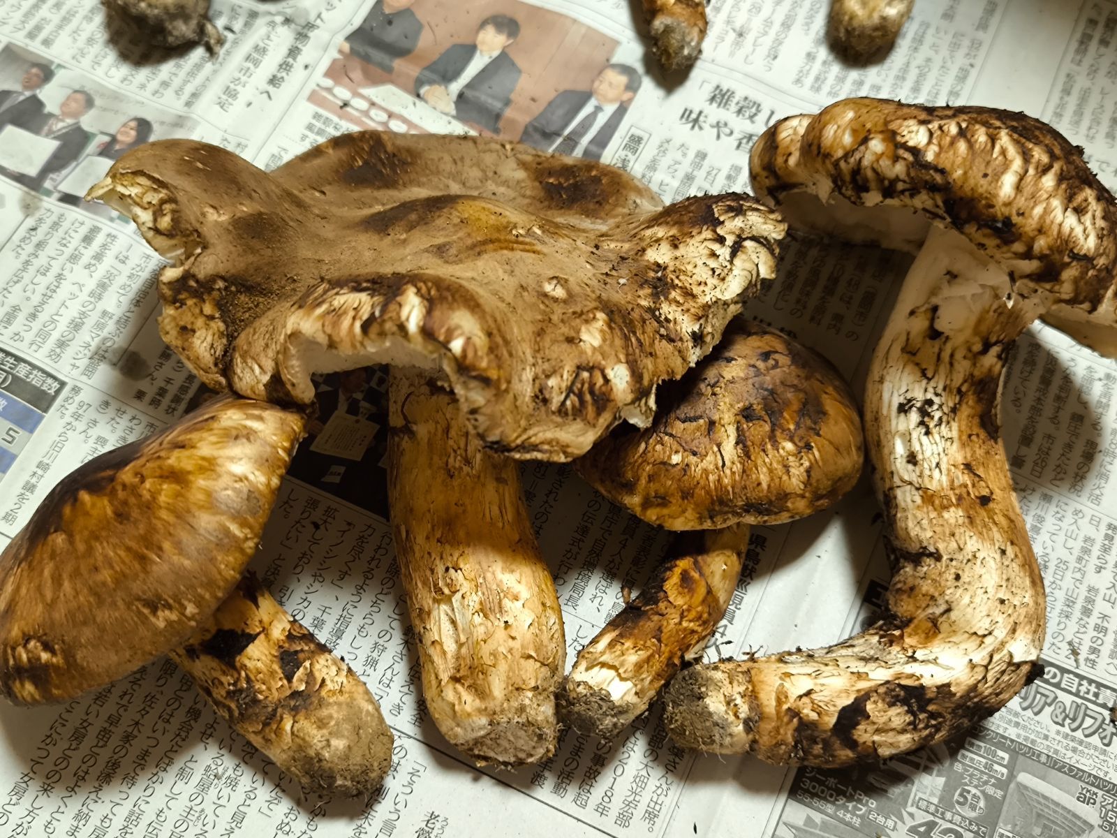 岩手県産 松茸 田老 岩泉 530ｇ 19日16 30 開き 西ちゃん松茸