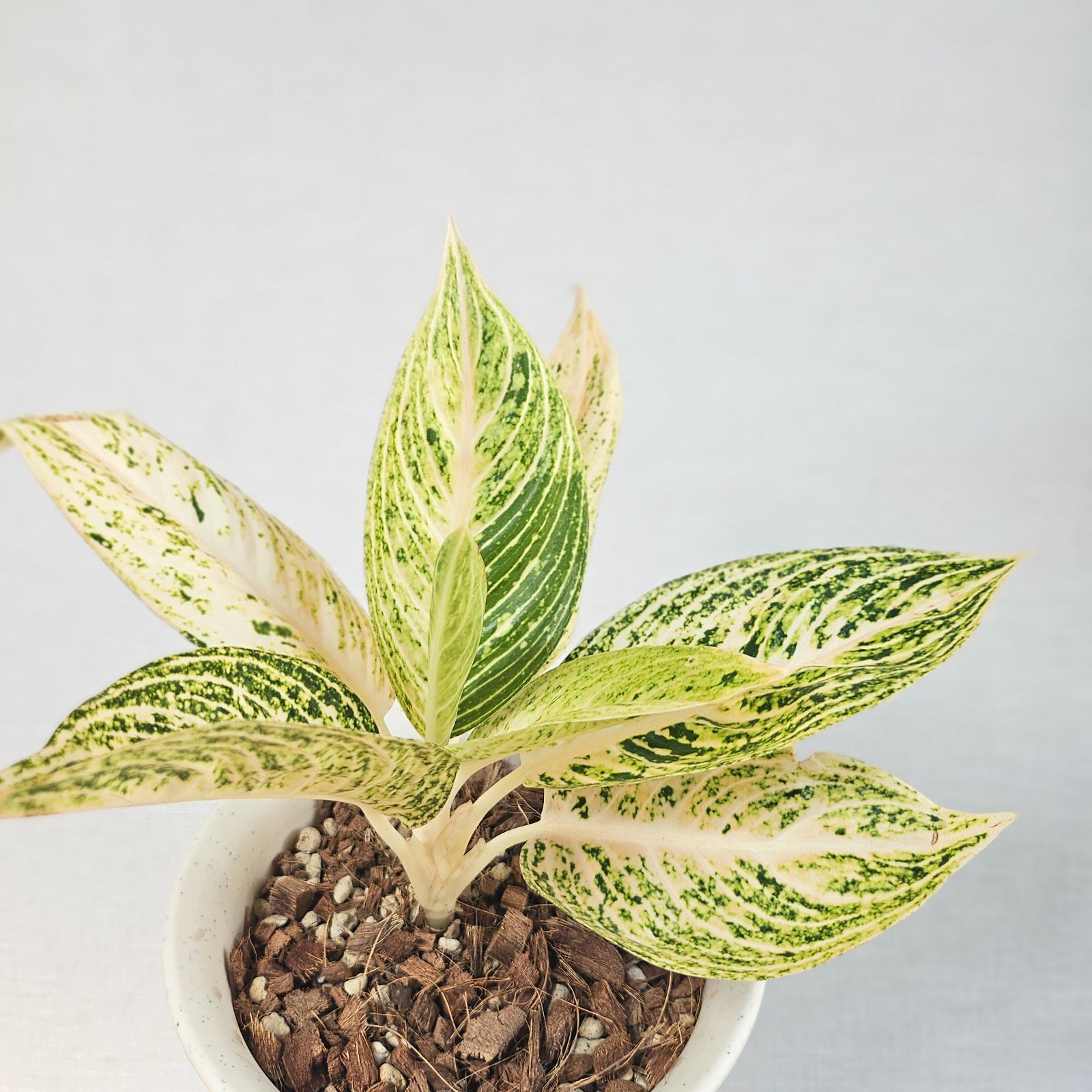アグラオネマ　白蛇系 アグラオネマ Sp. ホワイトレガシー》 Aglaonema Sp. 'White