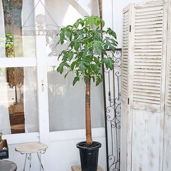 観葉植物 ボトルツリー ブラキキトン アケリフォリウス 8号 高さ