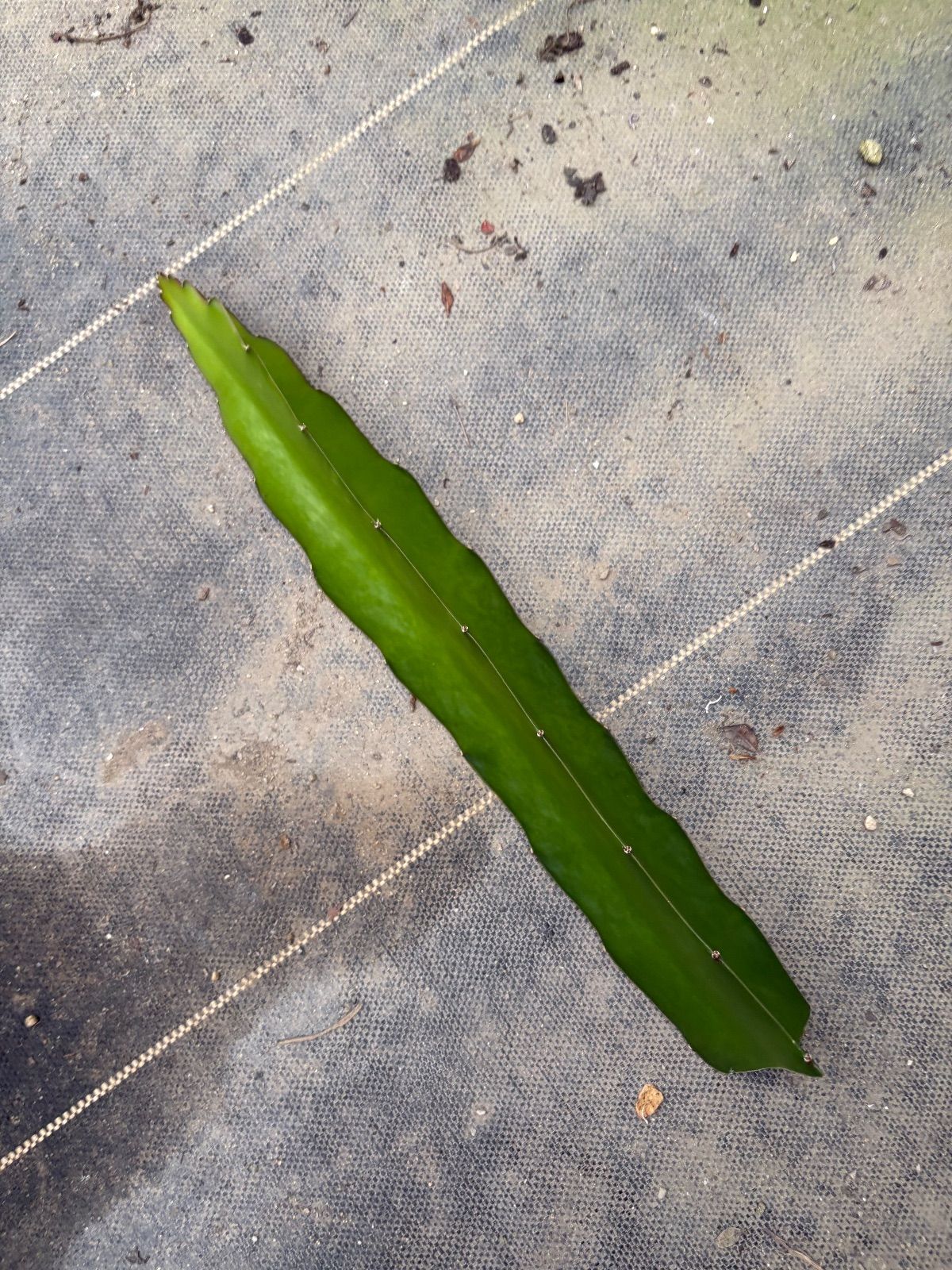 森本計一、ソルボンヌ休日、希少な画集より、新品高級額・額装付、状態良好