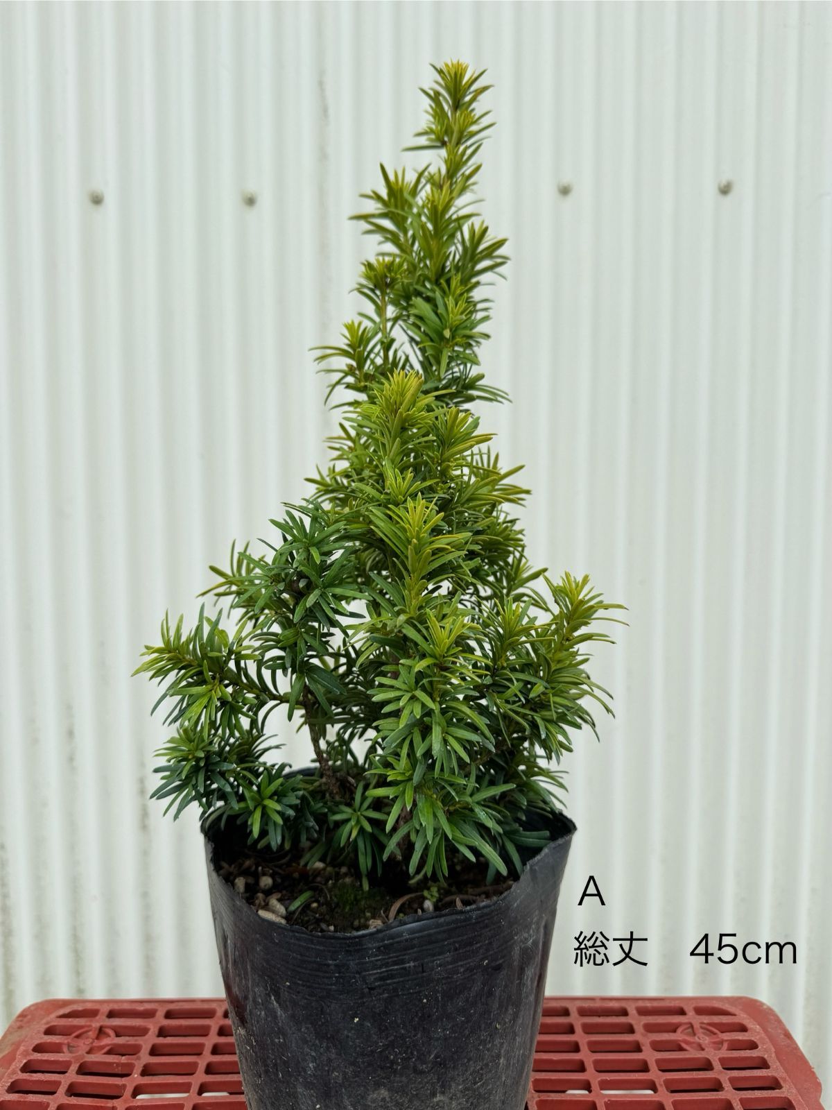 最終値下げ⭐︎早い者勝ち☆トムフォード ノワールデノワール 50ml