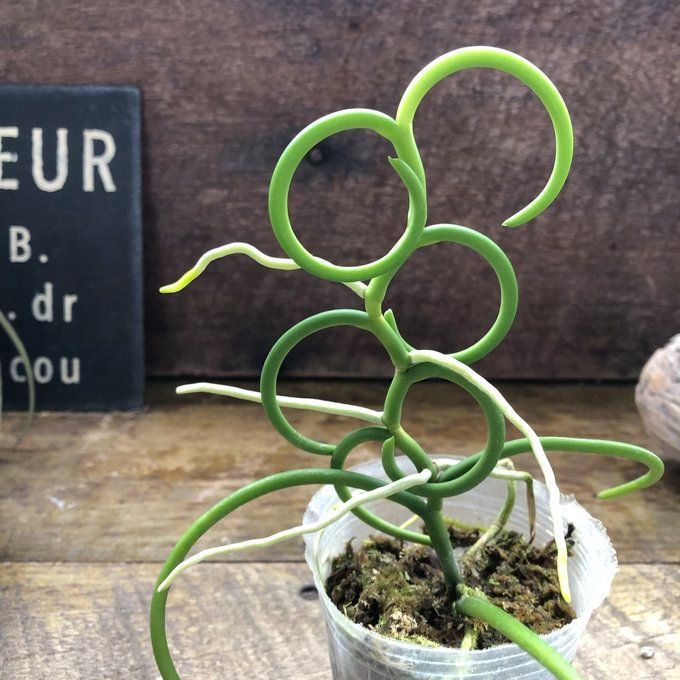 ポットごと パピリオナンセ オリンピックリングス Papilionanthe Olympic Rings