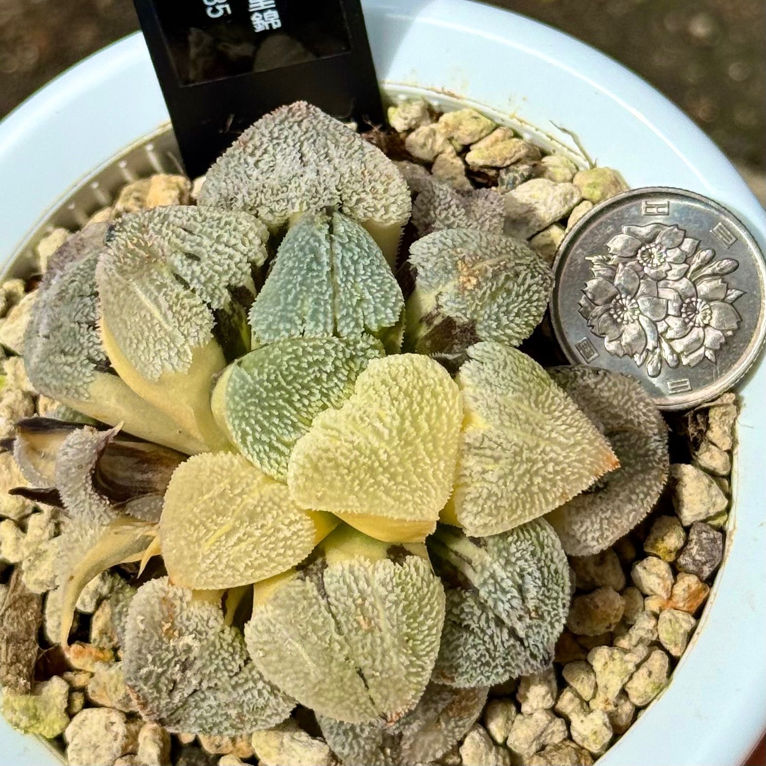 ゆきんぽ様 ドドソンオブツーサ錦 特選株 H1867 雪の里錦 特選株 H1835 - メルカリ