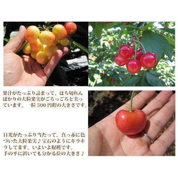レーニアチェリー 00003K